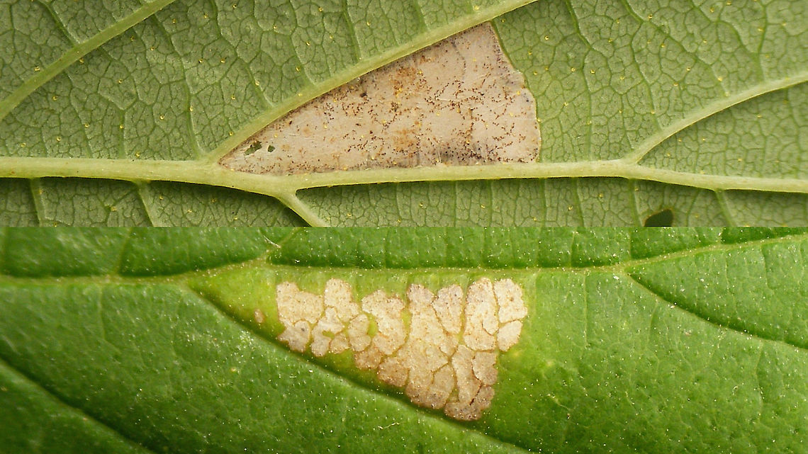 Caloptilia fidella - Leaf mine Close-up of both sides of the leaf mine.<br />
For more info refer to text with this image:<br />
<figure class="photo"><a href="https://www.jungledragon.com/image/98378/caloptilia_fidella_-_leaf_mine_and_roll.html" title="Caloptilia fidella - Leaf mine and roll"><img src="https://s3.amazonaws.com/media.jungledragon.com/images/3043/98378_thumb.jpg?AWSAccessKeyId=05GMT0V3GWVNE7GGM1R2&Expires=1769040010&Signature=4cD%2BoCslJOWAx1falpmu41V6vxE%3D" width="200" height="114" alt="Caloptilia fidella - Leaf mine and roll My Moth for today :o) [Moth Week 2020]<br />
Caloptilia fidella develops on Common Hop (Humulus lupulus), at first in a leaf mine branching off of the main vein. Later the caterpillar leaves the mine and spins a protective roll from the tip of the leaf (or other part of the margin) where it feeds on the inside for a while. It may later abandon this case/roll and create another one for fresh food, before pupating.<br />
<br />
Close-up of same mine, both sides of the leaf: <br />
https://www.jungledragon.com/image/98375/caloptilia_fidella_-_leaf_mine.html<br />
Close-up of rolled leaf-tip - note how the side is neatly closed for protection too! <br />
<br />
https://www.jungledragon.com/image/98376/caloptilia_fidella_-_leaf_roll.html<br />
The rolled leaf tip opened up to show the tiny caterpillar: <br />
<br />
https://www.jungledragon.com/image/98377/caloptilia_fidella_-_leaf_roll_opened_to_show_caterpillar.html<br />
Close-up of the same caterpillar: <br />
<br />
https://www.jungledragon.com/image/98374/caloptilia_fidella_-_caterpillar.html<br />
Different leaf/individual on the same plant (same species of moth):<br />
<br />
https://www.jungledragon.com/image/98404/caloptilia_fidella_-_mine_leaf_fold_and_caterpillar.html Caloptilia,Caloptilia fidella,Geotagged,Gracillariidae,Gracillariinae,Gracillarioidea,Humulus lupulus,Lepidoptera,Moth Week 2020,Netherlands,leaf mine,leaf roll,nl: Hop,nl: Hopsteltmot" /></a></figure> Caloptilia,Caloptilia fidella,Gracillariidae,Gracillariinae,Gracillarioidea,Humulus lupulus,Lepidoptera,Moth Week 2020,leaf mine,nl: Hop,nl: Hopsteltmot