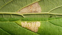 Caloptilia fidella - Leaf mine Close-up of both sides of the leaf mine.<br />
For more info refer to text with this image:<br />
https://www.jungledragon.com/image/98378/caloptilia_fidella_-_leaf_mine_and_roll.html Caloptilia,Caloptilia fidella,Gracillariidae,Gracillariinae,Gracillarioidea,Humulus lupulus,Lepidoptera,Moth Week 2020,leaf mine,nl: Hop,nl: Hopsteltmot