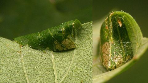 Caloptilia fidella - Leaf roll Close-up of the leaf roll. Note how the side neatly closed for protection too!
For more info refer to text with this image:
https://www.jungledragon.com/image/98378/caloptilia_fidella_-_leaf_mine_and_roll.html Caloptilia,Caloptilia fidella,Gracillariidae,Gracillariinae,Gracillarioidea,Humulus lupulus,Lepidoptera,Moth,Moth Week 2020,leaf roll,nl: Hop,nl: Hopsteltmot