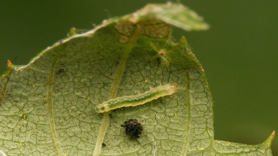 Caloptilia fidella - Leaf roll opened to show caterpillar Okay, so I opened the leaf roll to see if the caterpillar was still inside...<br />
For more info refer to text with this image:<br />
<figure class="photo"><a href="https://www.jungledragon.com/image/98378/caloptilia_fidella_-_leaf_mine_and_roll.html" title="Caloptilia fidella - Leaf mine and roll"><img src="https://s3.amazonaws.com/media.jungledragon.com/images/3043/98378_thumb.jpg?AWSAccessKeyId=05GMT0V3GWVNE7GGM1R2&Expires=1769040010&Signature=4cD%2BoCslJOWAx1falpmu41V6vxE%3D" width="200" height="114" alt="Caloptilia fidella - Leaf mine and roll My Moth for today :o) [Moth Week 2020]<br />
Caloptilia fidella develops on Common Hop (Humulus lupulus), at first in a leaf mine branching off of the main vein. Later the caterpillar leaves the mine and spins a protective roll from the tip of the leaf (or other part of the margin) where it feeds on the inside for a while. It may later abandon this case/roll and create another one for fresh food, before pupating.<br />
<br />
Close-up of same mine, both sides of the leaf: <br />
https://www.jungledragon.com/image/98375/caloptilia_fidella_-_leaf_mine.html<br />
Close-up of rolled leaf-tip - note how the side is neatly closed for protection too! <br />
<br />
https://www.jungledragon.com/image/98376/caloptilia_fidella_-_leaf_roll.html<br />
The rolled leaf tip opened up to show the tiny caterpillar: <br />
<br />
https://www.jungledragon.com/image/98377/caloptilia_fidella_-_leaf_roll_opened_to_show_caterpillar.html<br />
Close-up of the same caterpillar: <br />
<br />
https://www.jungledragon.com/image/98374/caloptilia_fidella_-_caterpillar.html<br />
Different leaf/individual on the same plant (same species of moth):<br />
<br />
https://www.jungledragon.com/image/98404/caloptilia_fidella_-_mine_leaf_fold_and_caterpillar.html Caloptilia,Caloptilia fidella,Geotagged,Gracillariidae,Gracillariinae,Gracillarioidea,Humulus lupulus,Lepidoptera,Moth Week 2020,Netherlands,leaf mine,leaf roll,nl: Hop,nl: Hopsteltmot" /></a></figure> Caloptilia,Caloptilia fidella,Caterpillar,Gracillariidae,Gracillariinae,Gracillarioidea,Humulus lupulus,Lepidoptera,Moth Week 2020,nl: Hop,nl: Hopsteltmot