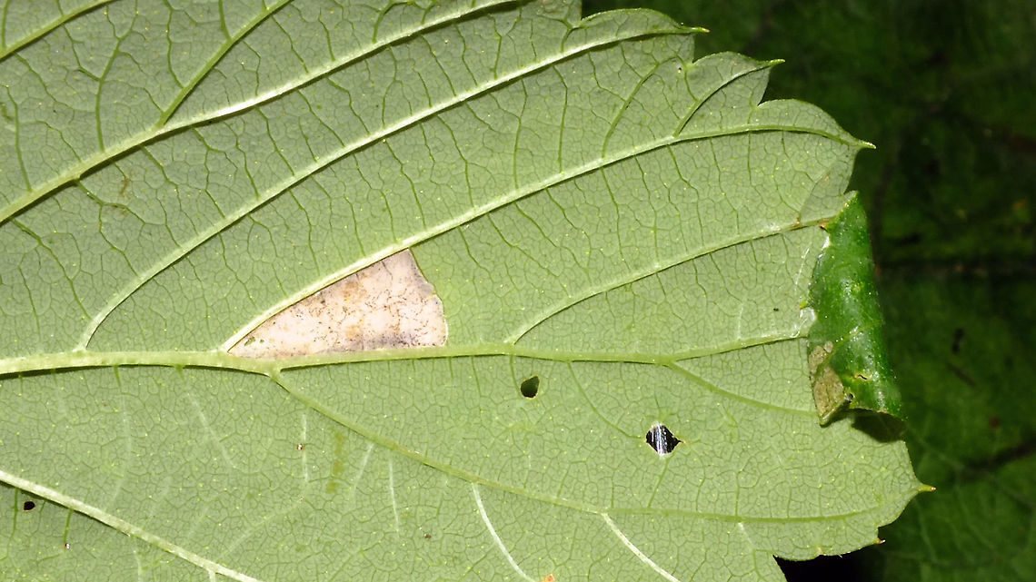 Caloptilia fidella - Leaf mine and roll My Moth for today :o) [Moth Week 2020]<br />
Caloptilia fidella develops on Common Hop (Humulus lupulus), at first in a leaf mine branching off of the main vein. Later the caterpillar leaves the mine and spins a protective roll from the tip of the leaf (or other part of the margin) where it feeds on the inside for a while. It may later abandon this case/roll and create another one for fresh food, before pupating.<br />
<br />
Close-up of same mine, both sides of the leaf: <br />
<figure class="photo"><a href="https://www.jungledragon.com/image/98375/caloptilia_fidella_-_leaf_mine.html" title="Caloptilia fidella - Leaf mine"><img src="https://s3.amazonaws.com/media.jungledragon.com/images/3043/98375_thumb.jpg?AWSAccessKeyId=05GMT0V3GWVNE7GGM1R2&Expires=1759968010&Signature=UVlQT%2FTC%2Blb1SZJPaMa%2FSn0uPQU%3D" width="200" height="114" alt="Caloptilia fidella - Leaf mine Close-up of both sides of the leaf mine.<br />
For more info refer to text with this image:<br />
https://www.jungledragon.com/image/98378/caloptilia_fidella_-_leaf_mine_and_roll.html Caloptilia,Caloptilia fidella,Gracillariidae,Gracillariinae,Gracillarioidea,Humulus lupulus,Lepidoptera,Moth Week 2020,leaf mine,nl: Hop,nl: Hopsteltmot" /></a></figure><br />
Close-up of rolled leaf-tip - note how the side is neatly closed for protection too! <br />
<br />
<figure class="photo"><a href="https://www.jungledragon.com/image/98376/caloptilia_fidella_-_leaf_roll.html" title="Caloptilia fidella - Leaf roll"><img src="https://s3.amazonaws.com/media.jungledragon.com/images/3043/98376_thumb.jpg?AWSAccessKeyId=05GMT0V3GWVNE7GGM1R2&Expires=1759968010&Signature=X8O2%2Fawc%2Fvwfzyub0YBjbFiSa8g%3D" width="200" height="114" alt="Caloptilia fidella - Leaf roll Close-up of the leaf roll. Note how the side neatly closed for protection too!<br />
For more info refer to text with this image:<br />
https://www.jungledragon.com/image/98378/caloptilia_fidella_-_leaf_mine_and_roll.html Caloptilia,Caloptilia fidella,Gracillariidae,Gracillariinae,Gracillarioidea,Humulus lupulus,Lepidoptera,Moth,Moth Week 2020,leaf roll,nl: Hop,nl: Hopsteltmot" /></a></figure><br />
The rolled leaf tip opened up to show the tiny caterpillar: <br />
<br />
<figure class="photo"><a href="https://www.jungledragon.com/image/98377/caloptilia_fidella_-_leaf_roll_opened_to_show_caterpillar.html" title="Caloptilia fidella - Leaf roll opened to show caterpillar"><img src="https://s3.amazonaws.com/media.jungledragon.com/images/3043/98377_thumb.jpg?AWSAccessKeyId=05GMT0V3GWVNE7GGM1R2&Expires=1759968010&Signature=iA8vF8lwX5dI%2B3KHra4lkIUihm0%3D" width="200" height="114" alt="Caloptilia fidella - Leaf roll opened to show caterpillar Okay, so I opened the leaf roll to see if the caterpillar was still inside...<br />
For more info refer to text with this image:<br />
https://www.jungledragon.com/image/98378/caloptilia_fidella_-_leaf_mine_and_roll.html Caloptilia,Caloptilia fidella,Caterpillar,Gracillariidae,Gracillariinae,Gracillarioidea,Humulus lupulus,Lepidoptera,Moth Week 2020,nl: Hop,nl: Hopsteltmot" /></a></figure><br />
Close-up of the same caterpillar: <br />
<br />
<figure class="photo"><a href="https://www.jungledragon.com/image/98374/caloptilia_fidella_-_caterpillar.html" title="Caloptilia fidella - Caterpillar"><img src="https://s3.amazonaws.com/media.jungledragon.com/images/3043/98374_thumb.jpg?AWSAccessKeyId=05GMT0V3GWVNE7GGM1R2&Expires=1759968010&Signature=tNE6kFXIqGgRi3gofk2mHoHO3Ss%3D" width="200" height="114" alt="Caloptilia fidella - Caterpillar Close-up of caterpillar<br />
For more info refer to text with this image:<br />
https://www.jungledragon.com/image/98378/caloptilia_fidella_-_leaf_mine_and_roll.html Caloptilia,Caloptilia fidella,Caterpillar,Gracillariidae,Gracillariinae,Gracillarioidea,Lepidoptera,Moth Week 2020,nl: Hopsteltmot" /></a></figure><br />
Different leaf/individual on the same plant (same species of moth):<br />
<br />
<figure class="photo"><a href="https://www.jungledragon.com/image/98404/caloptilia_fidella_-_mine_leaf_fold_and_caterpillar.html" title="Caloptilia fidella - Mine, leaf fold and caterpillar"><img src="https://s3.amazonaws.com/media.jungledragon.com/images/3043/98404_thumb.jpg?AWSAccessKeyId=05GMT0V3GWVNE7GGM1R2&Expires=1759968010&Signature=clmkpfQTNdgZplLen0022Rd7VPM%3D" width="200" height="114" alt="Caloptilia fidella - Mine, leaf fold and caterpillar Same species, different leaf on the same Common Hop plant, but for info see here:<br />
https://www.jungledragon.com/image/98378/caloptilia_fidella_-_leaf_mine_and_roll.html Caloptilia,Caloptilia fidella,Caterpillar,Geotagged,Gracillariidae,Gracillariinae,Gracillarioidea,Humulus lupulus,Lepidoptera,Moth Week 2020,Netherlands,leaf mine,leaf roll,nl: Hop,nl: Hopsteltmot" /></a></figure> Caloptilia,Caloptilia fidella,Geotagged,Gracillariidae,Gracillariinae,Gracillarioidea,Humulus lupulus,Lepidoptera,Moth Week 2020,Netherlands,leaf mine,leaf roll,nl: Hop,nl: Hopsteltmot