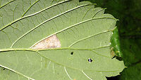 Caloptilia fidella - Leaf mine and roll My Moth for today :o) [Moth Week 2020]<br />
Caloptilia fidella develops on Common Hop (Humulus lupulus), at first in a leaf mine branching off of the main vein. Later the caterpillar leaves the mine and spins a protective roll from the tip of the leaf (or other part of the margin) where it feeds on the inside for a while. It may later abandon this case/roll and create another one for fresh food, before pupating.<br />
<br />
Close-up of same mine, both sides of the leaf: <br />
https://www.jungledragon.com/image/98375/caloptilia_fidella_-_leaf_mine.html<br />
Close-up of rolled leaf-tip - note how the side is neatly closed for protection too! <br />
<br />
https://www.jungledragon.com/image/98376/caloptilia_fidella_-_leaf_roll.html<br />
The rolled leaf tip opened up to show the tiny caterpillar: <br />
<br />
https://www.jungledragon.com/image/98377/caloptilia_fidella_-_leaf_roll_opened_to_show_caterpillar.html<br />
Close-up of the same caterpillar: <br />
<br />
https://www.jungledragon.com/image/98374/caloptilia_fidella_-_caterpillar.html<br />
Different leaf/individual on the same plant (same species of moth):<br />
<br />
https://www.jungledragon.com/image/98404/caloptilia_fidella_-_mine_leaf_fold_and_caterpillar.html Caloptilia,Caloptilia fidella,Geotagged,Gracillariidae,Gracillariinae,Gracillarioidea,Humulus lupulus,Lepidoptera,Moth Week 2020,Netherlands,leaf mine,leaf roll,nl: Hop,nl: Hopsteltmot