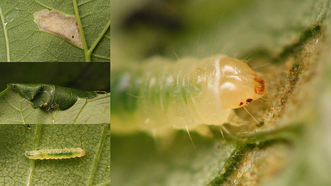 Caloptilia fidella - Mine, leaf fold and caterpillar Same species, different leaf on the same Common Hop plant, but for info see here:<br />
<figure class="photo"><a href="https://www.jungledragon.com/image/98378/caloptilia_fidella_-_leaf_mine_and_roll.html" title="Caloptilia fidella - Leaf mine and roll"><img src="https://s3.amazonaws.com/media.jungledragon.com/images/3043/98378_thumb.jpg?AWSAccessKeyId=05GMT0V3GWVNE7GGM1R2&Expires=1759968010&Signature=LqNm1Npv13VCh63rgNQe27qw%2FMo%3D" width="200" height="114" alt="Caloptilia fidella - Leaf mine and roll My Moth for today :o) [Moth Week 2020]<br />
Caloptilia fidella develops on Common Hop (Humulus lupulus), at first in a leaf mine branching off of the main vein. Later the caterpillar leaves the mine and spins a protective roll from the tip of the leaf (or other part of the margin) where it feeds on the inside for a while. It may later abandon this case/roll and create another one for fresh food, before pupating.<br />
<br />
Close-up of same mine, both sides of the leaf: <br />
https://www.jungledragon.com/image/98375/caloptilia_fidella_-_leaf_mine.html<br />
Close-up of rolled leaf-tip - note how the side is neatly closed for protection too! <br />
<br />
https://www.jungledragon.com/image/98376/caloptilia_fidella_-_leaf_roll.html<br />
The rolled leaf tip opened up to show the tiny caterpillar: <br />
<br />
https://www.jungledragon.com/image/98377/caloptilia_fidella_-_leaf_roll_opened_to_show_caterpillar.html<br />
Close-up of the same caterpillar: <br />
<br />
https://www.jungledragon.com/image/98374/caloptilia_fidella_-_caterpillar.html<br />
Different leaf/individual on the same plant (same species of moth):<br />
<br />
https://www.jungledragon.com/image/98404/caloptilia_fidella_-_mine_leaf_fold_and_caterpillar.html Caloptilia,Caloptilia fidella,Geotagged,Gracillariidae,Gracillariinae,Gracillarioidea,Humulus lupulus,Lepidoptera,Moth Week 2020,Netherlands,leaf mine,leaf roll,nl: Hop,nl: Hopsteltmot" /></a></figure> Caloptilia,Caloptilia fidella,Caterpillar,Geotagged,Gracillariidae,Gracillariinae,Gracillarioidea,Humulus lupulus,Lepidoptera,Moth Week 2020,Netherlands,leaf mine,leaf roll,nl: Hop,nl: Hopsteltmot