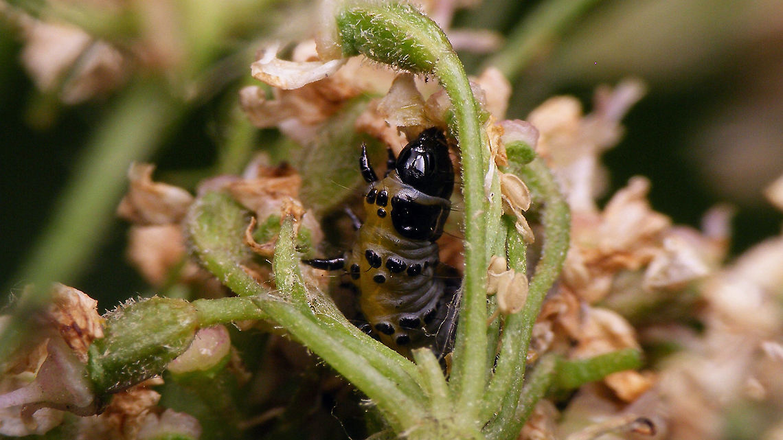 Depressaria radiella - Caterpillar Caterpillar peeking out of its &quot;nest&quot; that it has spun under the flower head of Common Hogweed (Heracleum sphondylium).<br />
Here I coerced the two caterpillars in the small nest out for full length body shots:<br />
<figure class="photo"><a href="https://www.jungledragon.com/image/98519/depressaria_radiella_-_older_and_younger_caterpillar.html" title="Depressaria radiella - Older and younger caterpillar"><img src="https://s3.amazonaws.com/media.jungledragon.com/images/3043/98519_thumb.jpg?AWSAccessKeyId=05GMT0V3GWVNE7GGM1R2&Expires=1767225610&Signature=qFW7pqGh7Dx1DlXSCB0oUDzX6c8%3D" width="200" height="114" alt="Depressaria radiella - Older and younger caterpillar Coerced out of their nest (and put back later). Both caterpillars NOT to scale - the bottom one is much smaller.<br />
Here the bigger one in situ:<br />
https://www.jungledragon.com/image/98518/depressaria_radiella_-_caterpillar.html Caterpillar,Depressaria,Depressaria radiella,Depressariidae,Geotagged,Heracleum sphondylium,Lepidoptera,Moth Week 2020,Netherlands,Parsnip moth,nl: Groot platlijfje" /></a></figure> Caterpillar,Depressaria,Depressaria radiella,Depressariidae,Geotagged,Heracleum sphondylium,Lepidoptera,Moth Week 2020,Netherlands,Parsnip moth,nl: Groot platlijfje