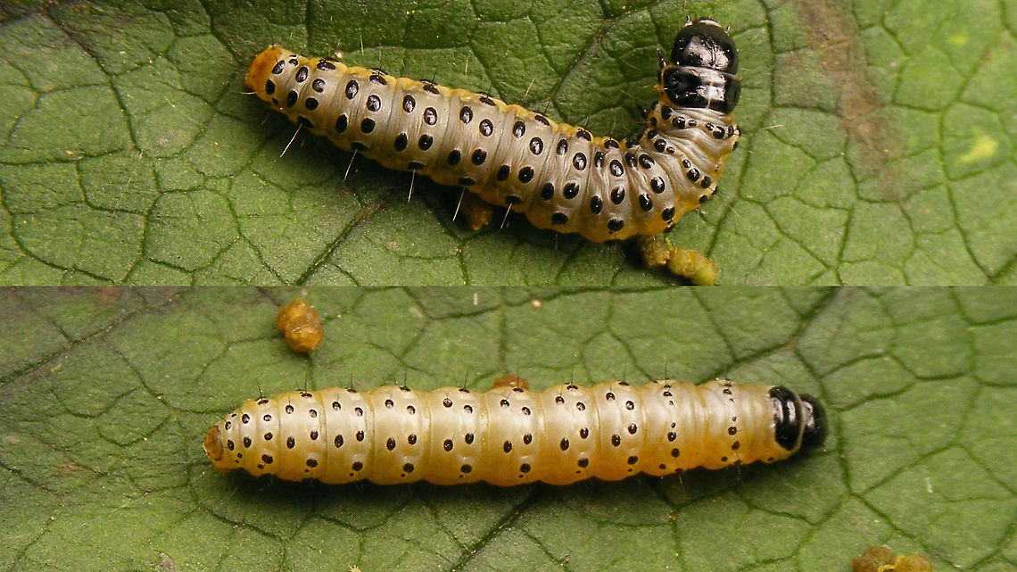 Depressaria radiella - Older and younger caterpillar Coerced out of their nest (and put back later). Both caterpillars NOT to scale - the bottom one is much smaller.<br />
Here the bigger one in situ:<br />
<figure class="photo"><a href="https://www.jungledragon.com/image/98518/depressaria_radiella_-_caterpillar.html" title="Depressaria radiella - Caterpillar"><img src="https://s3.amazonaws.com/media.jungledragon.com/images/3043/98518_thumb.jpg?AWSAccessKeyId=05GMT0V3GWVNE7GGM1R2&Expires=1759968010&Signature=fYhLYYC0qJoyLw7VySLCGreZ8Gs%3D" width="200" height="114" alt="Depressaria radiella - Caterpillar Caterpillar peeking out of its &quot;nest&quot; that it has spun under the flower head of Common Hogweed (Heracleum sphondylium).<br />
Here I coerced the two caterpillars in the small nest out for full length body shots:<br />
https://www.jungledragon.com/image/98519/depressaria_radiella_-_older_and_younger_caterpillar.html Caterpillar,Depressaria,Depressaria radiella,Depressariidae,Geotagged,Heracleum sphondylium,Lepidoptera,Moth Week 2020,Netherlands,Parsnip moth,nl: Groot platlijfje" /></a></figure> Caterpillar,Depressaria,Depressaria radiella,Depressariidae,Geotagged,Heracleum sphondylium,Lepidoptera,Moth Week 2020,Netherlands,Parsnip moth,nl: Groot platlijfje