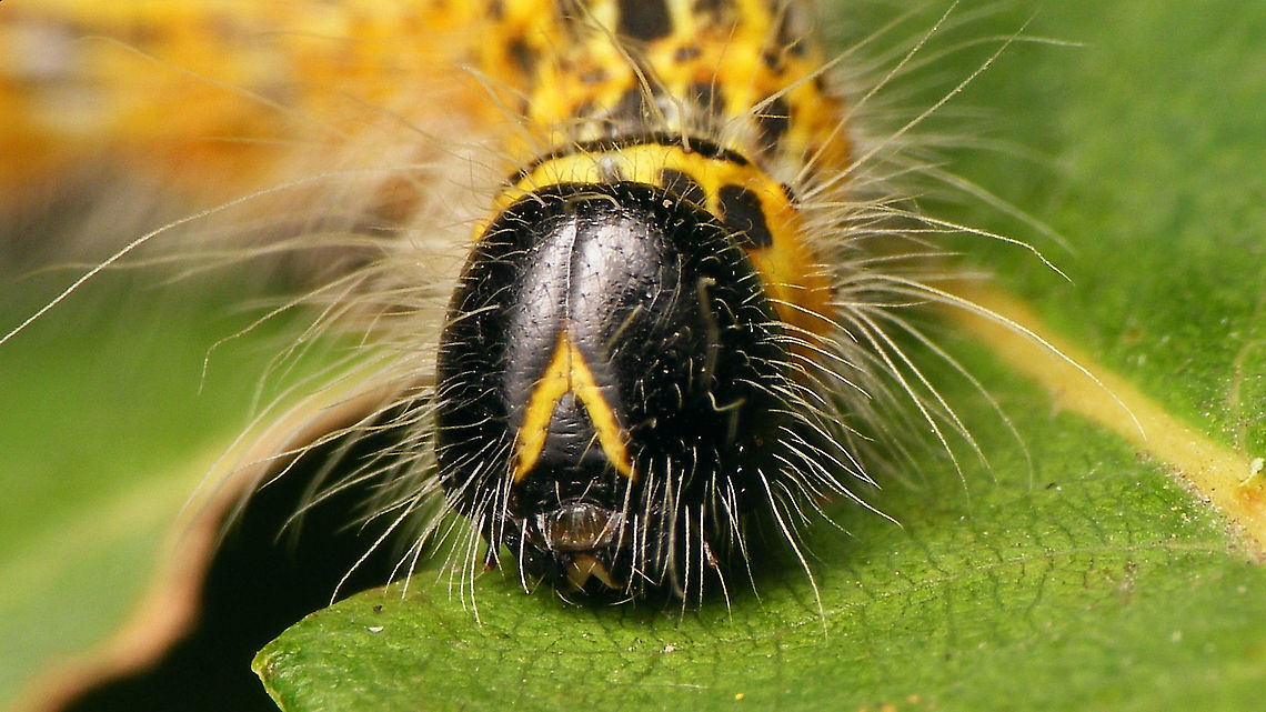 Phalera bucephala - Caterpillar (mugshot) Full animal here:<br />
<figure class="photo"><a href="https://www.jungledragon.com/image/98521/phalera_bucephala_-_caterpillar.html" title="Phalera bucephala - Caterpillar"><img src="https://s3.amazonaws.com/media.jungledragon.com/images/3043/98521_thumb.jpg?AWSAccessKeyId=05GMT0V3GWVNE7GGM1R2&Expires=1769040010&Signature=fV1uQmCvGRnLpLkgAqgmEGdvg4k%3D" width="200" height="114" alt="Phalera bucephala - Caterpillar Mugshot here:<br />
https://www.jungledragon.com/image/98520/phalera_bucephala_-_caterpillar_mugshot.html Buff-tip,Caterpillar,Geotagged,Lepidoptera,Moth week 2020,Netherlands,Notodontidae,Phalera,Phalera bucephala,nl: Wapendrager" /></a></figure> Buff-tip,Caterpillar,Lepidoptera,Moth week 2020,Notodontidae,Phalera,Phalera bucephala,nl: Wapendrager