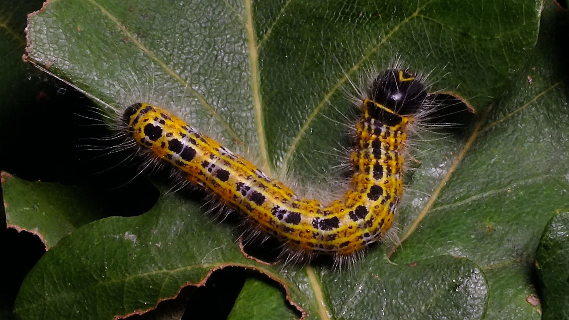 Phalera bucephala - Caterpillar Mugshot here:<br />
<figure class="photo"><a href="https://www.jungledragon.com/image/98520/phalera_bucephala_-_caterpillar_mugshot.html" title="Phalera bucephala - Caterpillar (mugshot)"><img src="https://s3.amazonaws.com/media.jungledragon.com/images/3043/98520_thumb.jpg?AWSAccessKeyId=05GMT0V3GWVNE7GGM1R2&Expires=1769040010&Signature=qOByOTXDg4ZibFVTJXrvrutszsw%3D" width="200" height="114" alt="Phalera bucephala - Caterpillar (mugshot) Full animal here:<br />
https://www.jungledragon.com/image/98521/phalera_bucephala_-_caterpillar.html Buff-tip,Caterpillar,Lepidoptera,Moth week 2020,Notodontidae,Phalera,Phalera bucephala,nl: Wapendrager" /></a></figure> Buff-tip,Caterpillar,Geotagged,Lepidoptera,Moth week 2020,Netherlands,Notodontidae,Phalera,Phalera bucephala,nl: Wapendrager
