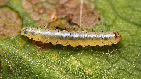 Epermenia chaerophyllella - Younger caterpillar On Common Hogweed (Heracleum sphondylium) Caterpillars,Epermenia,Epermenia chaerophyllella,Epermeniidae,Epermeniinae,Epermeniini,Epermenioidea,Geotagged,Moth Week 2020,Netherlands,nl: Mineerborstelmot