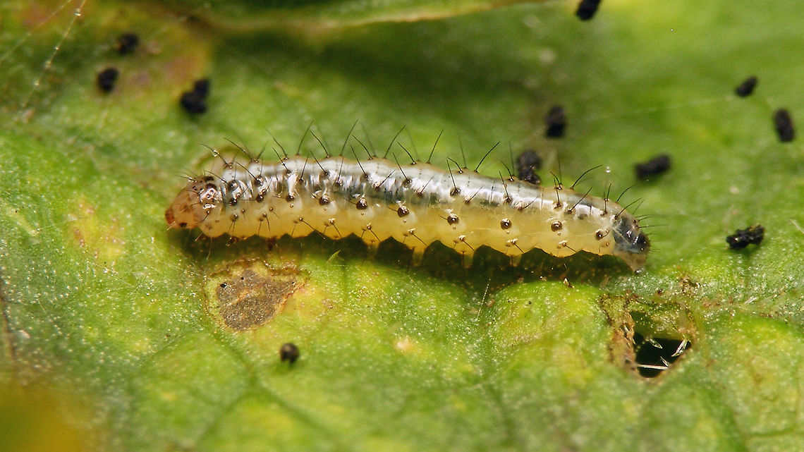 Epermenia chaerophyllella - Caterpillar On Common Hogweed (Heracleum sphondylium) Caterpillar,Epermenia,Epermenia chaerophyllella,Epermeniidae,Epermeniinae,Epermeniini,Epermenioidea,Geotagged,Moth Week 2020,Netherlands,nl: Mineerborstelmot