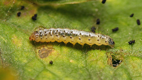 Epermenia chaerophyllella - Caterpillar On Common Hogweed (Heracleum sphondylium) Caterpillar,Epermenia,Epermenia chaerophyllella,Epermeniidae,Epermeniinae,Epermeniini,Epermenioidea,Geotagged,Moth Week 2020,Netherlands,nl: Mineerborstelmot