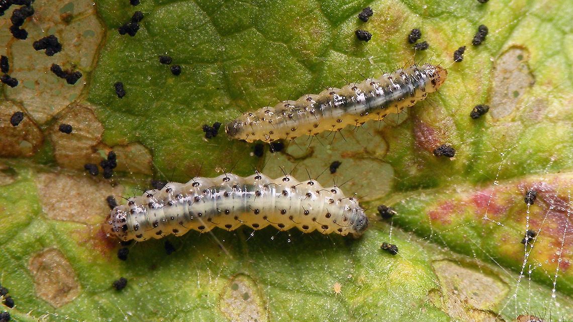 Epermenia chaerophyllella - Caterpillars On Common Hogweed (Heracleum sphondylium) Caterpillars,Common Hogweed,Epermenia,Epermenia chaerophyllella,Epermeniidae,Epermeniinae,Epermeniini,Epermenioidea,Geotagged,Heracleum sphondylium,Moth Week 2020,Netherlands,nl: Mineerborstelmot