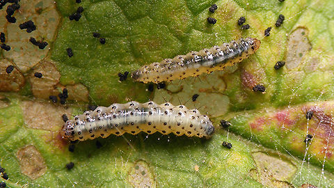 Epermenia chaerophyllella - Caterpillars On Common Hogweed (Heracleum sphondylium) Caterpillars,Common Hogweed,Epermenia,Epermenia chaerophyllella,Epermeniidae,Epermeniinae,Epermeniini,Epermenioidea,Geotagged,Heracleum sphondylium,Moth Week 2020,Netherlands,nl: Mineerborstelmot