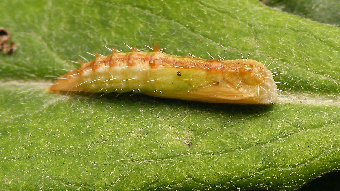 Oxyptilus chrysodactyla - Pupa Backlog images (june 25th) uploaded for Moth Week to thank Christine for promoting this rare species on Facebook ;o)<br />
Detail of dorsal stucture here:<br />
<figure class="photo"><a href="https://www.jungledragon.com/image/98621/oxyptilus_chrysodactyla_-_pupa_deail.html" title="Oxyptilus chrysodactyla - Pupa (deail)"><img src="https://s3.amazonaws.com/media.jungledragon.com/images/3043/98621_thumb.jpg?AWSAccessKeyId=05GMT0V3GWVNE7GGM1R2&Expires=1759968010&Signature=wh43bcu2sksUsqAckLU2r3Lt2VY%3D" width="200" height="114" alt="Oxyptilus chrysodactyla - Pupa (deail) Refer to text with this image:<br />
https://www.jungledragon.com/image/98620/oxyptilus_chrysodactyla_-_pupa.html Jane&#039;s garden,Moth Week 2020,Oxyptilus,Oxyptilus chrysodactyla,Pterophoridae,Pterophorinae,Pupa,nl: Havikskruidvedermot" /></a></figure> Jane's garden,Moth Week 2020,Oxyptilus,Oxyptilus chrysodactyla,Pterophoridae,Pterophorinae,Pupa,nl: Havikskruidvedermot