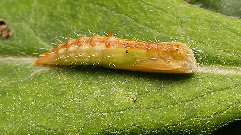 Oxyptilus chrysodactyla - Pupa Backlog images (june 25th) uploaded for Moth Week to thank Christine for promoting this rare species on Facebook ;o)
Detail of dorsal stucture here:
https://www.jungledragon.com/image/98621/oxyptilus_chrysodactyla_-_pupa_deail.html Jane's garden,Moth Week 2020,Oxyptilus,Oxyptilus chrysodactyla,Pterophoridae,Pterophorinae,Pupa,nl: Havikskruidvedermot