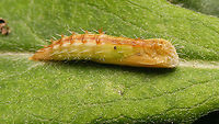 Oxyptilus chrysodactyla - Pupa Backlog images (june 25th) uploaded for Moth Week to thank Christine for promoting this rare species on Facebook ;o)<br />
Detail of dorsal stucture here:<br />
https://www.jungledragon.com/image/98621/oxyptilus_chrysodactyla_-_pupa_deail.html Jane's garden,Moth Week 2020,Oxyptilus,Oxyptilus chrysodactyla,Pterophoridae,Pterophorinae,Pupa,nl: Havikskruidvedermot