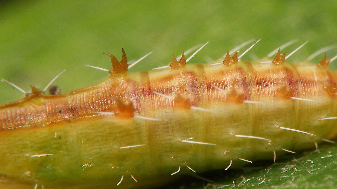 Oxyptilus chrysodactyla - Pupa (deail) Refer to text with this image:<br />
<figure class="photo"><a href="https://www.jungledragon.com/image/98620/oxyptilus_chrysodactyla_-_pupa.html" title="Oxyptilus chrysodactyla - Pupa"><img src="https://s3.amazonaws.com/media.jungledragon.com/images/3043/98620_thumb.jpg?AWSAccessKeyId=05GMT0V3GWVNE7GGM1R2&Expires=1763596810&Signature=AT%2FG21QxhUMsARjfQW%2B9ctWTzgg%3D" width="200" height="114" alt="Oxyptilus chrysodactyla - Pupa Backlog images (june 25th) uploaded for Moth Week to thank Christine for promoting this rare species on Facebook ;o)<br />
Detail of dorsal stucture here:<br />
https://www.jungledragon.com/image/98621/oxyptilus_chrysodactyla_-_pupa_deail.html Jane&#039;s garden,Moth Week 2020,Oxyptilus,Oxyptilus chrysodactyla,Pterophoridae,Pterophorinae,Pupa,nl: Havikskruidvedermot" /></a></figure> Jane's garden,Moth Week 2020,Oxyptilus,Oxyptilus chrysodactyla,Pterophoridae,Pterophorinae,Pupa,nl: Havikskruidvedermot