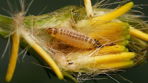 Hellinsia didactylites - Caterpillar Mid-instar caterpillar of the Plume moth Hellinsia didactylites in a flower bud of Umbellate Hawkweed (Hieracium umbellatum) Caterpillar,Hellinsia,Hellinsia didactylites,Hieracium umbellatum,Jane's garden,Moth Week 2020,Plume Moth,Pterophoridae,Pterophorinae,Pterophoroidea,Umbellate Hawkweed,nl: Roomkleurige vedermot,nl: Schermhavikskruid