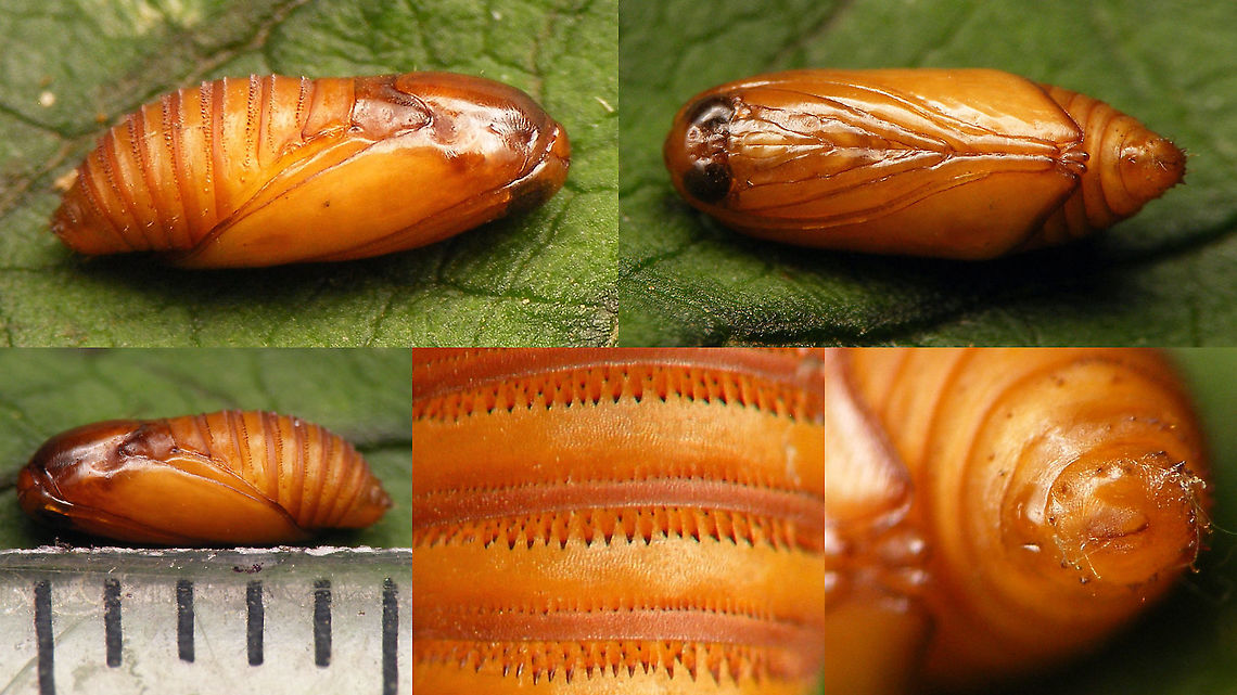 Micro moth - Pupa For details, refer to description with this image:<br />
<figure class="photo"><a href="https://www.jungledragon.com/image/98625/micro_moth_-_exit_hole_in_brown_knapweed.html" title="Micro moth - Exit hole in Brown Knapweed"><img src="https://s3.amazonaws.com/media.jungledragon.com/images/3043/98625_thumb.jpg?AWSAccessKeyId=05GMT0V3GWVNE7GGM1R2&Expires=1769040010&Signature=U%2F%2BLE4eZAzMsh9zl04f0xSzfJ%2BA%3D" width="200" height="114" alt="Micro moth - Exit hole in Brown Knapweed The other day Tymo showed us some details of the biology of this Micro moth (ID pending)<br />
The little caterpillar/larva munches a corridor in the stem of Brown Knapweed and creates an exit hole for itself to emerge through once it has finished development to imago (planning ahead!), then retracts into the flower bud, feeds some more and pupates - strangely somehow always "backwards" (bum pointing to the exit hole). I opened this flower bud (from the stem) to have a better look...<br />
<br />
Half of stem peeled away to see corridor with frass and the exit hole from the inside:<br />
https://www.jungledragon.com/image/98626/micro_moth_-_frass_in_corridor_to_flower_bud_of_brown_knapweed.html<br />
The pupa in situ:<br />
https://www.jungledragon.com/image/98624/micro_moth_-_pupa_in_flower_bud_of_brown_knapweed.html<br />
Collage of details of same pupa:<br />
https://www.jungledragon.com/image/98623/micro_moth_-_pupa.html<br />
Exit hole under different flower bud. The larva seems to have a clear preference to chew out the exit hole such that it is hidden behind a leaflet:<br />
https://www.jungledragon.com/image/98629/micro_moth_-_hidden_exit_hole.html<br />
  Brown Knapweed,Centaurea jacea,Geotagged,Lepidoptera,Micro moth,Moth Week 2020,Netherlands,nl: Knoopkruid" /></a></figure> Brown Knapweed,Centaurea jacea,Lepidoptera,Micro moth,Moth Week 2020,nl: Knoopkruid