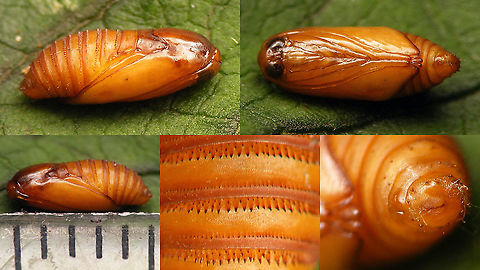 Micro moth - Pupa For details, refer to description with this image:
https://www.jungledragon.com/image/98625/micro_moth_-_exit_hole_in_brown_knapweed.html Brown Knapweed,Centaurea jacea,Lepidoptera,Micro moth,Moth Week 2020,nl: Knoopkruid