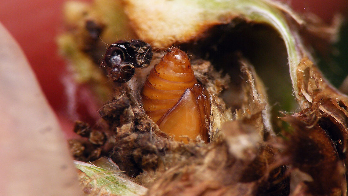Micro moth - Pupa in flower bud of Brown Knapweed For details, refer to description with this image:<br />
<figure class="photo"><a href="https://www.jungledragon.com/image/98625/micro_moth_-_exit_hole_in_brown_knapweed.html" title="Micro moth - Exit hole in Brown Knapweed"><img src="https://s3.amazonaws.com/media.jungledragon.com/images/3043/98625_thumb.jpg?AWSAccessKeyId=05GMT0V3GWVNE7GGM1R2&Expires=1769040010&Signature=U%2F%2BLE4eZAzMsh9zl04f0xSzfJ%2BA%3D" width="200" height="114" alt="Micro moth - Exit hole in Brown Knapweed The other day Tymo showed us some details of the biology of this Micro moth (ID pending)<br />
The little caterpillar/larva munches a corridor in the stem of Brown Knapweed and creates an exit hole for itself to emerge through once it has finished development to imago (planning ahead!), then retracts into the flower bud, feeds some more and pupates - strangely somehow always "backwards" (bum pointing to the exit hole). I opened this flower bud (from the stem) to have a better look...<br />
<br />
Half of stem peeled away to see corridor with frass and the exit hole from the inside:<br />
https://www.jungledragon.com/image/98626/micro_moth_-_frass_in_corridor_to_flower_bud_of_brown_knapweed.html<br />
The pupa in situ:<br />
https://www.jungledragon.com/image/98624/micro_moth_-_pupa_in_flower_bud_of_brown_knapweed.html<br />
Collage of details of same pupa:<br />
https://www.jungledragon.com/image/98623/micro_moth_-_pupa.html<br />
Exit hole under different flower bud. The larva seems to have a clear preference to chew out the exit hole such that it is hidden behind a leaflet:<br />
https://www.jungledragon.com/image/98629/micro_moth_-_hidden_exit_hole.html<br />
  Brown Knapweed,Centaurea jacea,Geotagged,Lepidoptera,Micro moth,Moth Week 2020,Netherlands,nl: Knoopkruid" /></a></figure> Brown Knapweed,Centaurea jacea,Lepidoptera,Micro moth,Moth Week 2020,nl: Knoopkruid