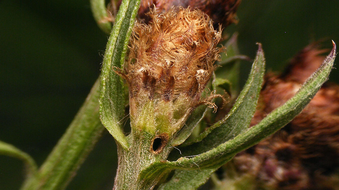 Micro moth - Exit hole in Brown Knapweed The other day Tymo showed us some details of the biology of this Micro moth (ID pending)<br />
The little caterpillar/larva munches a corridor in the stem of Brown Knapweed and creates an exit hole for itself to emerge through once it has finished development to imago (planning ahead!), then retracts into the flower bud, feeds some more and pupates - strangely somehow always "backwards" (bum pointing to the exit hole). I opened this flower bud (from the stem) to have a better look...<br />
<br />
Half of stem peeled away to see corridor with frass and the exit hole from the inside:<br />
<figure class="photo"><a href="https://www.jungledragon.com/image/98626/micro_moth_-_frass_in_corridor_to_flower_bud_of_brown_knapweed.html" title="Micro moth - Frass in corridor to flower bud of Brown Knapweed"><img src="https://s3.amazonaws.com/media.jungledragon.com/images/3043/98626_thumb.jpg?AWSAccessKeyId=05GMT0V3GWVNE7GGM1R2&Expires=1769040010&Signature=FD4Aj%2BxTT%2BD4HM29FEqZ3ND%2F%2F5M%3D" width="200" height="114" alt="Micro moth - Frass in corridor to flower bud of Brown Knapweed Half of stem peeled away to see corridor with frass and the exit hole from the inside:<br />
For details, refer to description with this image:<br />
https://www.jungledragon.com/image/98625/micro_moth_-_exit_hole_in_brown_knapweed.html Brown Knapweed,Centaurea jacea,Lepidoptera,Micro moth,Moth Week 2020,nl: Knoopkruid" /></a></figure><br />
The pupa in situ:<br />
<figure class="photo"><a href="https://www.jungledragon.com/image/98624/micro_moth_-_pupa_in_flower_bud_of_brown_knapweed.html" title="Micro moth - Pupa in flower bud of Brown Knapweed"><img src="https://s3.amazonaws.com/media.jungledragon.com/images/3043/98624_thumb.jpg?AWSAccessKeyId=05GMT0V3GWVNE7GGM1R2&Expires=1769040010&Signature=SQna7ztv7W7OPddhmI2IUzN6n0A%3D" width="200" height="114" alt="Micro moth - Pupa in flower bud of Brown Knapweed For details, refer to description with this image:<br />
https://www.jungledragon.com/image/98625/micro_moth_-_exit_hole_in_brown_knapweed.html Brown Knapweed,Centaurea jacea,Lepidoptera,Micro moth,Moth Week 2020,nl: Knoopkruid" /></a></figure><br />
Collage of details of same pupa:<br />
<figure class="photo"><a href="https://www.jungledragon.com/image/98623/micro_moth_-_pupa.html" title="Micro moth - Pupa"><img src="https://s3.amazonaws.com/media.jungledragon.com/images/3043/98623_thumb.jpg?AWSAccessKeyId=05GMT0V3GWVNE7GGM1R2&Expires=1769040010&Signature=sH7g8Nc3EfjUGbOrV4LdFlqMLvg%3D" width="200" height="114" alt="Micro moth - Pupa For details, refer to description with this image:<br />
https://www.jungledragon.com/image/98625/micro_moth_-_exit_hole_in_brown_knapweed.html Brown Knapweed,Centaurea jacea,Lepidoptera,Micro moth,Moth Week 2020,nl: Knoopkruid" /></a></figure><br />
Exit hole under different flower bud. The larva seems to have a clear preference to chew out the exit hole such that it is hidden behind a leaflet:<br />
<figure class="photo"><a href="https://www.jungledragon.com/image/98629/micro_moth_-_hidden_exit_hole.html" title="Micro moth - Hidden exit hole"><img src="https://s3.amazonaws.com/media.jungledragon.com/images/3043/98629_thumb.jpg?AWSAccessKeyId=05GMT0V3GWVNE7GGM1R2&Expires=1769040010&Signature=owX%2FwBWpW2k4QQm3a%2Fi0zoRWU5I%3D" width="200" height="114" alt="Micro moth - Hidden exit hole Hidden exit hole of Micro moth just under the flower bud of Brown Knapweed (Centaurea jacea)<br />
For details, refer to description with this image:<br />
https://www.jungledragon.com/image/98625/micro_moth_-_exit_hole_in_brown_knapweed.html Brown Knapweed,Centaurea jacea,Lepidoptera,Micro moth,Moth Week 2020,nl: Knoopkruid" /></a></figure><br />
  Brown Knapweed,Centaurea jacea,Geotagged,Lepidoptera,Micro moth,Moth Week 2020,Netherlands,nl: Knoopkruid