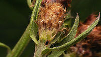 Micro moth - Exit hole in Brown Knapweed The other day Tymo showed us some details of the biology of this Micro moth (ID pending)<br />
The little caterpillar/larva munches a corridor in the stem of Brown Knapweed and creates an exit hole for itself to emerge through once it has finished development to imago (planning ahead!), then retracts into the flower bud, feeds some more and pupates - strangely somehow always "backwards" (bum pointing to the exit hole). I opened this flower bud (from the stem) to have a better look...<br />
<br />
Half of stem peeled away to see corridor with frass and the exit hole from the inside:<br />
https://www.jungledragon.com/image/98626/micro_moth_-_frass_in_corridor_to_flower_bud_of_brown_knapweed.html<br />
The pupa in situ:<br />
https://www.jungledragon.com/image/98624/micro_moth_-_pupa_in_flower_bud_of_brown_knapweed.html<br />
Collage of details of same pupa:<br />
https://www.jungledragon.com/image/98623/micro_moth_-_pupa.html<br />
Exit hole under different flower bud. The larva seems to have a clear preference to chew out the exit hole such that it is hidden behind a leaflet:<br />
https://www.jungledragon.com/image/98629/micro_moth_-_hidden_exit_hole.html<br />
  Brown Knapweed,Centaurea jacea,Geotagged,Lepidoptera,Micro moth,Moth Week 2020,Netherlands,nl: Knoopkruid