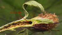 Micro moth - Frass in corridor to flower bud of Brown Knapweed Half of stem peeled away to see corridor with frass and the exit hole from the inside:<br />
For details, refer to description with this image:<br />
https://www.jungledragon.com/image/98625/micro_moth_-_exit_hole_in_brown_knapweed.html Brown Knapweed,Centaurea jacea,Lepidoptera,Micro moth,Moth Week 2020,nl: Knoopkruid