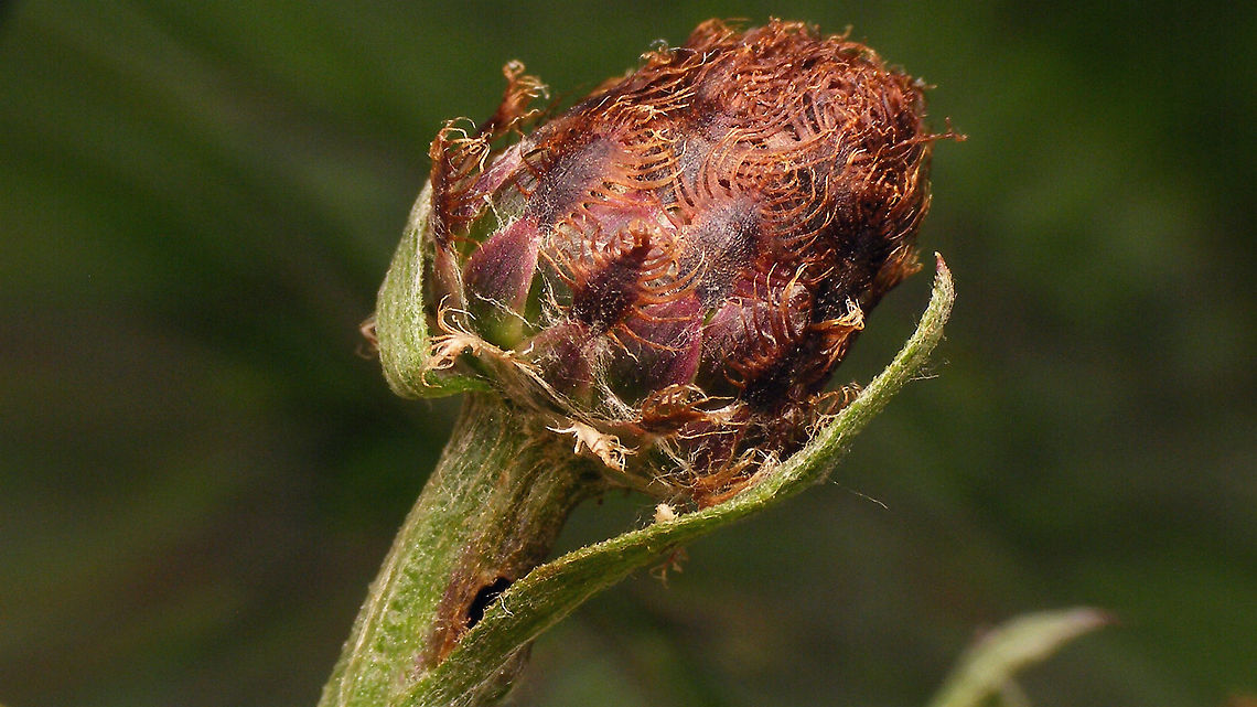 Micro moth - Hidden exit hole Hidden exit hole of Micro moth just under the flower bud of Brown Knapweed (Centaurea jacea)<br />
For details, refer to description with this image:<br />
<figure class="photo"><a href="https://www.jungledragon.com/image/98625/micro_moth_-_exit_hole_in_brown_knapweed.html" title="Micro moth - Exit hole in Brown Knapweed"><img src="https://s3.amazonaws.com/media.jungledragon.com/images/3043/98625_thumb.jpg?AWSAccessKeyId=05GMT0V3GWVNE7GGM1R2&Expires=1769040010&Signature=U%2F%2BLE4eZAzMsh9zl04f0xSzfJ%2BA%3D" width="200" height="114" alt="Micro moth - Exit hole in Brown Knapweed The other day Tymo showed us some details of the biology of this Micro moth (ID pending)<br />
The little caterpillar/larva munches a corridor in the stem of Brown Knapweed and creates an exit hole for itself to emerge through once it has finished development to imago (planning ahead!), then retracts into the flower bud, feeds some more and pupates - strangely somehow always "backwards" (bum pointing to the exit hole). I opened this flower bud (from the stem) to have a better look...<br />
<br />
Half of stem peeled away to see corridor with frass and the exit hole from the inside:<br />
https://www.jungledragon.com/image/98626/micro_moth_-_frass_in_corridor_to_flower_bud_of_brown_knapweed.html<br />
The pupa in situ:<br />
https://www.jungledragon.com/image/98624/micro_moth_-_pupa_in_flower_bud_of_brown_knapweed.html<br />
Collage of details of same pupa:<br />
https://www.jungledragon.com/image/98623/micro_moth_-_pupa.html<br />
Exit hole under different flower bud. The larva seems to have a clear preference to chew out the exit hole such that it is hidden behind a leaflet:<br />
https://www.jungledragon.com/image/98629/micro_moth_-_hidden_exit_hole.html<br />
  Brown Knapweed,Centaurea jacea,Geotagged,Lepidoptera,Micro moth,Moth Week 2020,Netherlands,nl: Knoopkruid" /></a></figure> Brown Knapweed,Centaurea jacea,Lepidoptera,Micro moth,Moth Week 2020,nl: Knoopkruid