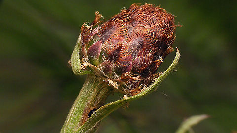 Micro moth - Hidden exit hole Hidden exit hole of Micro moth just under the flower bud of Brown Knapweed (Centaurea jacea)
For details, refer to description with this image:
https://www.jungledragon.com/image/98625/micro_moth_-_exit_hole_in_brown_knapweed.html Brown Knapweed,Centaurea jacea,Lepidoptera,Micro moth,Moth Week 2020,nl: Knoopkruid