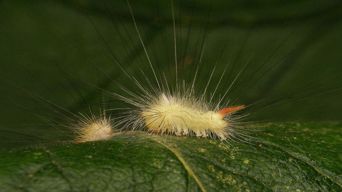 Calliteara pudibunda - Young caterpillar Jeanette found this caterpillar on her Medlar tree (Mespilus germanica) and kept it in a box for me to photgraph later that night. Meantime, before I had a chance to shoot images, it had moulted into the next stadium (the old skin is on the left behind it).<br />
Even in its new jumpsuit, it is still a very young caterpiller though, with nothing of the big paintbrush-like tufts of hair that are so conspicuous on the older caerpillars - just very, very long single hairs going of in all directions :o) Calliteara,Calliteara pudibunda,Caterpillar,Jane's garden,Lepidoptera,Lymantriidae,Moth Week 2020,Orgyiini,Pale tussock,nl: Meriansborstel