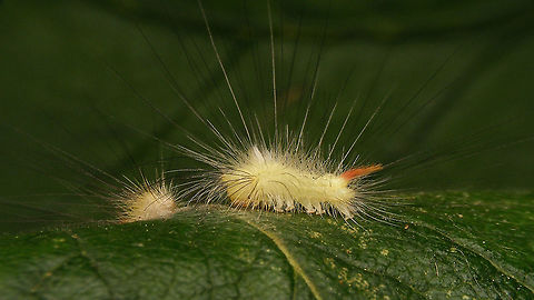 Calliteara pudibunda - Young caterpillar Jeanette found this caterpillar on her Medlar tree (Mespilus germanica) and kept it in a box for me to photgraph later that night. Meantime, before I had a chance to shoot images, it had moulted into the next stadium (the old skin is on the left behind it).
Even in its new jumpsuit, it is still a very young caterpiller though, with nothing of the big paintbrush-like tufts of hair that are so conspicuous on the older caerpillars - just very, very long single hairs going of in all directions :o) Calliteara,Calliteara pudibunda,Caterpillar,Jane's garden,Lepidoptera,Lymantriidae,Moth Week 2020,Orgyiini,Pale tussock,nl: Meriansborstel