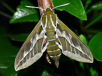 Hyles tithymali phaelipae For full series of images and info refer to the description with these images:<br />
Early development:<br />
https://www.jungledragon.com/image/98715/hyles_tithymali_phaelipae_-_1st_stadium_caterpillars.html<br />
Later development:<br />
https://www.jungledragon.com/image/98738/hyles_tithymali_phaelipae_-_caterpillar_happily_munching.html Choerocampina,Hyles,Hyles tithymali,Hyles tithymali phaelipae,La Palma (Canary Islands),Macroglossinae,Macroglossini,Moth Week 2020,Sphingidae