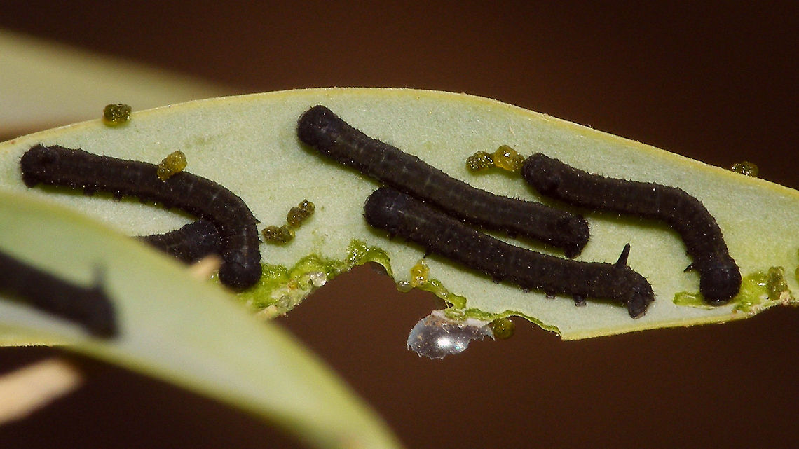Hyles tithymali phaelipae - 1st stadium Caterpillars Okay, so there it is ... in honour of Moth Week 2020 ... a backlog of many, MANY, images that I&#039;ve been wanting to work through, select and upload &quot;forever&quot; now, but never came around to sorting. I&#039;ve now mostly given up on the sorting bit and decided to &quot;punish&quot; Ferdy for always saying that I shouldn&#039;t limit the amount of images ;o)<br />
<br />
But for good reason. This is a rare endemic subspecies that we were lucky to find caterpillars of, two years in a row, quite close enough to the holiday compound near Los Llanos de Ariadne (La Palma, Canary Islands) that we visited in 2019 and 2020, which enabled us to follow through on much of the development.<br />
<br />
The first year we found a mix of very young and medium sized caterpillars and couldn&#039;t get our head around them at first as it turns out that the caterpillars are HUGELY VARIABLE between instars and even between begin and end of the same stadium. So, little wonder that at the time we couldn&#039;t find a visual match for &quot;our&quot; caterpillars. There is only a very limited number of images of the caterpillars of this subspecies around on the internet for comparison and those are mostly &quot;mature&quot; caterpillars.<br />
<br />
The second year, we&#039;ve found one batch of very recently hatched babies and even the empty eggs these must have crawled out of just the day before or so.<br />
<br />
Incidentally, it is supposedly mostly the difference in the caterpillars that helps delimiting this subspecies from others. So here is an attempt to provide more images for comparison to the pool available on the internet :o)<br />
<br />
Please note two things:<br />
1) Below you will find a a mix of images from the two years and frankly, especially the first year, we&#039;ve followed different stages intermixed, so we have NO WAY OF TELLING THE EXACT STADIUM. I will _try_ to list them in an order that seems plausible to me, but I may well be putting some in the WRONG ORDER(!)<br />
2) Jeanette kindly made a few images available to complete this series a bit more. Her images are licensed CC-BY-SA as opposed to my usual license of a CC0 Public Domain dedication. I will indicate this best as I can, so please honour the license where applicable.<br />
<br />
First stadium caterpillars as found in 2020 (note the partial egg shell in center):<br />
<figure class="photo"><a href="https://www.jungledragon.com/image/98715/hyles_tithymali_phaelipae_-_1st_stadium_caterpillars.html" title="Hyles tithymali phaelipae - 1st stadium Caterpillars"><img src="https://s3.amazonaws.com/media.jungledragon.com/images/3043/98715_thumb.jpg?AWSAccessKeyId=05GMT0V3GWVNE7GGM1R2&Expires=1767225610&Signature=r87U9wfIUAaRDf2X%2F4Krwd2mvJo%3D" width="200" height="114" alt="Hyles tithymali phaelipae - 1st stadium Caterpillars Okay, so there it is ... in honour of Moth Week 2020 ... a backlog of many, MANY, images that I&#039;ve been wanting to work through, select and upload &quot;forever&quot; now, but never came around to sorting. I&#039;ve now mostly given up on the sorting bit and decided to &quot;punish&quot; Ferdy for always saying that I shouldn&#039;t limit the amount of images ;o)<br />
<br />
But for good reason. This is a rare endemic subspecies that we were lucky to find caterpillars of, two years in a row, quite close enough to the holiday compound near Los Llanos de Ariadne (La Palma, Canary Islands) that we visited in 2019 and 2020, which enabled us to follow through on much of the development.<br />
<br />
The first year we found a mix of very young and medium sized caterpillars and couldn&#039;t get our head around them at first as it turns out that the caterpillars are HUGELY VARIABLE between instars and even between begin and end of the same stadium. So, little wonder that at the time we couldn&#039;t find a visual match for &quot;our&quot; caterpillars. There is only a very limited number of images of the caterpillars of this subspecies around on the internet for comparison and those are mostly &quot;mature&quot; caterpillars.<br />
<br />
The second year, we&#039;ve found one batch of very recently hatched babies and even the empty eggs these must have crawled out of just the day before or so.<br />
<br />
Incidentally, it is supposedly mostly the difference in the caterpillars that helps delimiting this subspecies from others. So here is an attempt to provide more images for comparison to the pool available on the internet :o)<br />
<br />
Please note two things:<br />
1) Below you will find a a mix of images from the two years and frankly, especially the first year, we&#039;ve followed different stages intermixed, so we have NO WAY OF TELLING THE EXACT STADIUM. I will _try_ to list them in an order that seems plausible to me, but I may well be putting some in the WRONG ORDER(!)<br />
2) Jeanette kindly made a few images available to complete this series a bit more. Her images are licensed CC-BY-SA as opposed to my usual license of a CC0 Public Domain dedication. I will indicate this best as I can, so please honour the license where applicable.<br />
<br />
First stadium caterpillars as found in 2020 (note the partial egg shell in center):<br />
https://www.jungledragon.com/image/98715/hyles_tithymali_phaelipae_-_1st_stadium_caterpillars.html<br />
Empty egg shells found nearby:<br />
https://www.jungledragon.com/image/98720/hyles_tithymali_phaelipae_-_empty_eggs.html<br />
Early first stadium on toothpick for size (2019)<br />
https://www.jungledragon.com/image/98718/hyles_tithymali_phaelipae_-_l1_on_toothpick_for_size.html<br />
Early 1st std. full-o-sh*t<br />
https://www.jungledragon.com/image/98721/hyles_tithymali_phaelipae_-_l1_early_in_stadium.html<br />
First stadium about halfway through - getting lighter/greener:<br />
https://www.jungledragon.com/image/98722/hyles_tithymali_phaelipae_-_l1_halfway_through_stadium.html<br />
First stadium toward end - quite pale now:<br />
https://www.jungledragon.com/image/98719/hyles_tithymali_phaelipae_-_l1_toward_end.html<br />
Not sure?! End of 1st or very early 2nd stadium?! Photo CC-BY-SA Jeanette Essink:<br />
https://www.jungledragon.com/image/98723/hyles_tithymali_phaelipae_-_young_caterpillar.html<br />
<br />
From here on I begin to loose track of development stages, so the order might be off!<br />
https://www.jungledragon.com/image/98729/hyles_tithymali_phaelipae_-_l2_early_probably.html<br />
https://www.jungledragon.com/image/98728/hyles_tithymali_phaelipae_-_l2_early_probably.html<br />
https://www.jungledragon.com/image/98730/hyles_tithymali_phaelipae_-_l2_early_probably.html<br />
https://www.jungledragon.com/image/98731/hyles_tithymali_phaelipae_-_l2_early_probably.html<br />
https://www.jungledragon.com/image/98727/hyles_tithymali_phaelipae_-_caterpillars_in_defensive_posture.html<br />
These should be late 2nd or maybe 3rd stadium (16mm in length) showing some variability:<br />
https://www.jungledragon.com/image/98733/hyles_tithymali_phaelipae_-_l2_probably_16mm.html<br />
https://www.jungledragon.com/image/98734/hyles_tithymali_phaelipae_-_inividual_variability.html<br />
2nd/3rd std. 8 days after first image of fairly fresh L1 above (CC-BY-SA Jeanette Essink): <br />
https://www.jungledragon.com/image/98735/hyles_tithymali_phaelipae_-_2nd_or_3r_stadium_caterpillar.html<br />
<br />
As I suspect to be &quot;finding the limits of the system&quot; (space in description) soon enough, I&#039;ll be continuing the series with this image:<br />
https://www.jungledragon.com/image/98738/hyles_tithymali_phaelipae_-_caterpillar_happily_munching.html Caterpillars,Choerocampina,Geotagged,Hyles,Hyles tithymali,Hyles tithymali phaelipae,La Palma (Canary Islands),Macroglossinae,Macroglossini,Moth Week 2020,Spain,Sphingidae" /></a></figure><br />
Empty egg shells found nearby:<br />
<figure class="photo"><a href="https://www.jungledragon.com/image/98720/hyles_tithymali_phaelipae_-_empty_eggs.html" title="Hyles tithymali phaelipae - Empty eggs"><img src="https://s3.amazonaws.com/media.jungledragon.com/images/3043/98720_thumb.jpg?AWSAccessKeyId=05GMT0V3GWVNE7GGM1R2&Expires=1767225610&Signature=%2Fvg3o2tmiv6FxwlJ8FykJ%2BqGTu0%3D" width="200" height="114" alt="Hyles tithymali phaelipae - Empty eggs For overview of full series, more info and geotag please refer to the description with this image:<br />
https://www.jungledragon.com/image/98715/hyles_tithymali_phaelipae_-_1st_stadium_caterpillars.html  Choerocampina,Eggs,Geotagged,Hyles,Hyles tithymali,Hyles tithymali phaelipae,La Palma (Canary Islands),Macroglossinae,Macroglossini,Moth Week 2020,Spain,Sphingidae" /></a></figure><br />
Early first stadium on toothpick for size (2019)<br />
<figure class="photo"><a href="https://www.jungledragon.com/image/98718/hyles_tithymali_phaelipae_-_l1_on_toothpick_for_size.html" title="Hyles tithymali phaelipae - L1 on toothpick for size"><img src="https://s3.amazonaws.com/media.jungledragon.com/images/3043/98718_thumb.jpg?AWSAccessKeyId=05GMT0V3GWVNE7GGM1R2&Expires=1767225610&Signature=me4EsrG8J4FNFQ4QXY3%2BeXku6Bg%3D" width="200" height="114" alt="Hyles tithymali phaelipae - L1 on toothpick for size For overview of full series, more info and geotag please refer to the description with this image:<br />
https://www.jungledragon.com/image/98715/hyles_tithymali_phaelipae_-_1st_stadium_caterpillars.html  Caterpillar,Choerocampina,Geotagged,Hyles,Hyles tithymali,Hyles tithymali phaelipae,La Palma (Canary Islands),Macroglossinae,Macroglossini,Moth Week 2020,Spain,Sphingidae" /></a></figure><br />
Early 1st std. full-o-sh*t<br />
<figure class="photo"><a href="https://www.jungledragon.com/image/98721/hyles_tithymali_phaelipae_-_l1_early_in_stadium.html" title="Hyles tithymali phaelipae - L1 early in stadium"><img src="https://s3.amazonaws.com/media.jungledragon.com/images/3043/98721_thumb.jpg?AWSAccessKeyId=05GMT0V3GWVNE7GGM1R2&Expires=1767225610&Signature=XD2sSza3JVF3GFio6xfgVzufp6o%3D" width="200" height="114" alt="Hyles tithymali phaelipae - L1 early in stadium For overview of full series, more info and geotag please refer to the description with this image:<br />
https://www.jungledragon.com/image/98715/hyles_tithymali_phaelipae_-_1st_stadium_caterpillars.html  Caterpillar,Choerocampina,Geotagged,Hyles,Hyles tithymali,Hyles tithymali phaelipae,La Palma (Canary Islands),Macroglossinae,Macroglossini,Moth Week 2020,Spain,Sphingidae" /></a></figure><br />
First stadium about halfway through - getting lighter/greener:<br />
<figure class="photo"><a href="https://www.jungledragon.com/image/98722/hyles_tithymali_phaelipae_-_l1_halfway_through_stadium.html" title="Hyles tithymali phaelipae - L1 halfway through stadium"><img src="https://s3.amazonaws.com/media.jungledragon.com/images/3043/98722_thumb.jpg?AWSAccessKeyId=05GMT0V3GWVNE7GGM1R2&Expires=1767225610&Signature=jrjoqCIwGU7Vtt1N7KvhqegEsVc%3D" width="200" height="114" alt="Hyles tithymali phaelipae - L1 halfway through stadium For overview of full series, more info and geotag please refer to the description with this image:<br />
https://www.jungledragon.com/image/98715/hyles_tithymali_phaelipae_-_1st_stadium_caterpillars.html  Caterpillar,Choerocampina,Geotagged,Hyles,Hyles tithymali,Hyles tithymali phaelipae,La Palma (Canary Islands),Macroglossinae,Macroglossini,Moth Week 2020,Spain,Sphingidae" /></a></figure><br />
First stadium toward end - quite pale now:<br />
<figure class="photo"><a href="https://www.jungledragon.com/image/98719/hyles_tithymali_phaelipae_-_l1_toward_end.html" title="Hyles tithymali phaelipae - L1 toward end"><img src="https://s3.amazonaws.com/media.jungledragon.com/images/3043/98719_thumb.jpg?AWSAccessKeyId=05GMT0V3GWVNE7GGM1R2&Expires=1767225610&Signature=6EBNVOfG%2BBaMoCoY9wMiHq%2FNN2g%3D" width="200" height="114" alt="Hyles tithymali phaelipae - L1 toward end For overview of full series, more info and geotag please refer to the description with this image:<br />
https://www.jungledragon.com/image/98715/hyles_tithymali_phaelipae_-_1st_stadium_caterpillars.html  Caterpillar,Choerocampina,Geotagged,Hyles,Hyles tithymali,Hyles tithymali phaelipae,La Palma (Canary Islands),Macroglossinae,Macroglossini,Moth Week 2020,Spain,Sphingidae" /></a></figure><br />
Not sure?! End of 1st or very early 2nd stadium?! Photo CC-BY-SA Jeanette Essink:<br />
<figure class="photo"><a href="https://www.jungledragon.com/image/98723/hyles_tithymali_phaelipae_-_young_caterpillar.html" title="Hyles tithymali phaelipae - Young caterpillar"><img src="https://s3.amazonaws.com/media.jungledragon.com/images/3043/98723_thumb.jpg?AWSAccessKeyId=05GMT0V3GWVNE7GGM1R2&Expires=1767225610&Signature=dul%2F7zj9Cjy1dl8xwZin9%2F4KTfo%3D" width="200" height="114" alt="Hyles tithymali phaelipae - Young caterpillar Not my photo! Please NOTE LICENSE:  CC-BY-SA Jeanette Essink<br />
Either end of 1st stadium or very early 2nd ?!?<br />
For overview of full series, more info and geotag please refer to the description with this image:<br />
https://www.jungledragon.com/image/98715/hyles_tithymali_phaelipae_-_1st_stadium_caterpillars.html  Caterpillar,Choerocampina,Geotagged,Hyles,Hyles tithymali,Hyles tithymali phaelipae,La Palma (Canary Islands),Macroglossinae,Macroglossini,Moth Week 2020,Spain,Sphingidae" /></a></figure><br />
<br />
From here on I begin to loose track of development stages, so the order might be off!<br />
<figure class="photo"><a href="https://www.jungledragon.com/image/98729/hyles_tithymali_phaelipae_-_l2_early_probably.html" title="Hyles tithymali phaelipae - L2 early probably?"><img src="https://s3.amazonaws.com/media.jungledragon.com/images/3043/98729_thumb.jpg?AWSAccessKeyId=05GMT0V3GWVNE7GGM1R2&Expires=1767225610&Signature=BNO62j1v6vtoXM5Wsd3CX9PyyBM%3D" width="200" height="114" alt="Hyles tithymali phaelipae - L2 early probably? For overview of full series, more info and geotag please refer to the description with this image:<br />
https://www.jungledragon.com/image/98715/hyles_tithymali_phaelipae_-_1st_stadium_caterpillars.html  Caterpillar,Choerocampina,Hyles,Hyles tithymali,Hyles tithymali phaelipae,La Palma (Canary Islands),Macroglossinae,Macroglossini,Moth Week 2020,Sphingidae" /></a></figure><br />
<figure class="photo"><a href="https://www.jungledragon.com/image/98728/hyles_tithymali_phaelipae_-_l2_early_probably.html" title="Hyles tithymali phaelipae - L2 early probably?"><img src="https://s3.amazonaws.com/media.jungledragon.com/images/3043/98728_thumb.jpg?AWSAccessKeyId=05GMT0V3GWVNE7GGM1R2&Expires=1767225610&Signature=Nn9hsb%2BtPN5iM5expM0ZwZ3TzY4%3D" width="200" height="114" alt="Hyles tithymali phaelipae - L2 early probably? For overview of full series, more info and geotag please refer to the description with this image:<br />
https://www.jungledragon.com/image/98715/hyles_tithymali_phaelipae_-_1st_stadium_caterpillars.html  Caterpillar,Choerocampina,Hyles,Hyles tithymali,Hyles tithymali phaelipae,La Palma (Canary Islands),Macroglossinae,Macroglossini,Moth Week 2020,Sphingidae" /></a></figure><br />
<figure class="photo"><a href="https://www.jungledragon.com/image/98730/hyles_tithymali_phaelipae_-_l2_early_probably.html" title="Hyles tithymali phaelipae - L2 early probably?"><img src="https://s3.amazonaws.com/media.jungledragon.com/images/3043/98730_thumb.jpg?AWSAccessKeyId=05GMT0V3GWVNE7GGM1R2&Expires=1767225610&Signature=v6%2BPAqaaAJ7PBIEHjgwP2%2BsGEmY%3D" width="200" height="114" alt="Hyles tithymali phaelipae - L2 early probably? For overview of full series, more info and geotag please refer to the description with this image:<br />
https://www.jungledragon.com/image/98715/hyles_tithymali_phaelipae_-_1st_stadium_caterpillars.html  Caterpillar,Choerocampina,Hyles,Hyles tithymali,Hyles tithymali phaelipae,La Palma (Canary Islands),Macroglossinae,Macroglossini,Moth Week 2020,Sphingidae" /></a></figure><br />
<figure class="photo"><a href="https://www.jungledragon.com/image/98731/hyles_tithymali_phaelipae_-_l2_early_probably.html" title="Hyles tithymali phaelipae - L2 early probably?"><img src="https://s3.amazonaws.com/media.jungledragon.com/images/3043/98731_thumb.jpg?AWSAccessKeyId=05GMT0V3GWVNE7GGM1R2&Expires=1767225610&Signature=X11NkDiVg1vts2RCYsoENpjM9rQ%3D" width="200" height="114" alt="Hyles tithymali phaelipae - L2 early probably? For overview of full series, more info and geotag please refer to the description with this image:<br />
https://www.jungledragon.com/image/98715/hyles_tithymali_phaelipae_-_1st_stadium_caterpillars.html  Caterpillar,Choerocampina,Hyles,Hyles tithymali,Hyles tithymali phaelipae,La Palma (Canary Islands),Macroglossinae,Macroglossini,Moth Week 2020,Sphingidae" /></a></figure><br />
<figure class="photo"><a href="https://www.jungledragon.com/image/98727/hyles_tithymali_phaelipae_-_caterpillars_in_defensive_posture.html" title="Hyles tithymali phaelipae - Caterpillars in defensive posture"><img src="https://s3.amazonaws.com/media.jungledragon.com/images/3043/98727_thumb.jpg?AWSAccessKeyId=05GMT0V3GWVNE7GGM1R2&Expires=1767225610&Signature=i%2F9R6EAZFjdtBs%2BSMPJ7K8%2FWm5I%3D" width="200" height="114" alt="Hyles tithymali phaelipae - Caterpillars in defensive posture For overview of full series, more info and geotag please refer to the description with this image:<br />
https://www.jungledragon.com/image/98715/hyles_tithymali_phaelipae_-_1st_stadium_caterpillars.html  Caterpillars,Choerocampina,Hyles,Hyles tithymali,Hyles tithymali phaelipae,La Palma (Canary Islands),Macroglossinae,Macroglossini,Moth Week 2020,Sphingidae" /></a></figure><br />
These should be late 2nd or maybe 3rd stadium (16mm in length) showing some variability:<br />
<figure class="photo"><a href="https://www.jungledragon.com/image/98733/hyles_tithymali_phaelipae_-_l2_probably_16mm.html" title="Hyles tithymali phaelipae - L2 probably? (16mm)"><img src="https://s3.amazonaws.com/media.jungledragon.com/images/3043/98733_thumb.jpg?AWSAccessKeyId=05GMT0V3GWVNE7GGM1R2&Expires=1767225610&Signature=LwoO4OHy%2FOiHL8UVJtcujkJC98Q%3D" width="200" height="114" alt="Hyles tithymali phaelipae - L2 probably? (16mm) For overview of full series, more info and geotag please refer to the description with this image:<br />
https://www.jungledragon.com/image/98715/hyles_tithymali_phaelipae_-_1st_stadium_caterpillars.html  Caterpillar,Choerocampina,Hyles,Hyles tithymali,Hyles tithymali phaelipae,La Palma (Canary Islands),Macroglossinae,Macroglossini,Moth Week 2020,Sphingidae" /></a></figure><br />
<figure class="photo"><a href="https://www.jungledragon.com/image/98734/hyles_tithymali_phaelipae_-_inividual_variability.html" title="Hyles tithymali phaelipae - Inividual variability"><img src="https://s3.amazonaws.com/media.jungledragon.com/images/3043/98734_thumb.jpg?AWSAccessKeyId=05GMT0V3GWVNE7GGM1R2&Expires=1767225610&Signature=%2F3sqmnoTCvobI2Fe7o1z%2F3lZG%2BM%3D" width="200" height="114" alt="Hyles tithymali phaelipae - Inividual variability These should be either late 2nd or 3rd stadium caterpillars - both about 16mm in size - showing some variability in colouring.<br />
<br />
For overview of full series, more info and geotag please refer to the description with this image:<br />
https://www.jungledragon.com/image/98715/hyles_tithymali_phaelipae_-_1st_stadium_caterpillars.html  Caterpillar,Choerocampina,Hyles,Hyles tithymali,Hyles tithymali phaelipae,La Palma (Canary Islands),Macroglossinae,Macroglossini,Moth Week 2020,Sphingidae" /></a></figure><br />
2nd/3rd std. 8 days after first image of fairly fresh L1 above (CC-BY-SA Jeanette Essink): <br />
<figure class="photo"><a href="https://www.jungledragon.com/image/98735/hyles_tithymali_phaelipae_-_2nd_or_3r_stadium_caterpillar.html" title="Hyles tithymali phaelipae - 2nd or 3r stadium Caterpillar"><img src="https://s3.amazonaws.com/media.jungledragon.com/images/3043/98735_thumb.jpg?AWSAccessKeyId=05GMT0V3GWVNE7GGM1R2&Expires=1767225610&Signature=w0D6dsVHOrxxR4cqdV1lXQmrIXU%3D" width="200" height="114" alt="Hyles tithymali phaelipae - 2nd or 3r stadium Caterpillar Not my photo! Please NOTE LICENSE:  CC-BY-SA Jeanette Essink<br />
<br />
For overview of full series, more info and geotag please refer to the description with this image:<br />
https://www.jungledragon.com/image/98715/hyles_tithymali_phaelipae_-_1st_stadium_caterpillars.html  Caterpillar,Choerocampina,Hyles,Hyles tithymali,Hyles tithymali phaelipae,La Palma (Canary Islands),Macroglossinae,Macroglossini,Moth Week 2020,Sphingidae" /></a></figure><br />
<br />
As I suspect to be &quot;finding the limits of the system&quot; (space in description) soon enough, I&#039;ll be continuing the series with this image:<br />
<figure class="photo"><a href="https://www.jungledragon.com/image/98738/hyles_tithymali_phaelipae_-_caterpillar_happily_munching.html" title="Hyles tithymali phaelipae - Caterpillar happily munching"><img src="https://s3.amazonaws.com/media.jungledragon.com/images/3043/98738_thumb.jpg?AWSAccessKeyId=05GMT0V3GWVNE7GGM1R2&Expires=1767225610&Signature=lnREmt4D5kU%2BHzbOFI7aIPRWmIw%3D" width="200" height="114" alt="Hyles tithymali phaelipae - Caterpillar happily munching I&#039;ll use this image for the continuation of the series that I started here:<br />
https://www.jungledragon.com/image/98715/hyles_tithymali_phaelipae_-_1st_stadium_caterpillars.html<br />
<br />
All subsequent images were taken in 2019 of larger caterpillars, up to pupating and emerging, roughly in order of body size:<br />
This one I wrote down as being 4cm:<br />
https://www.jungledragon.com/image/98744/hyles_tithymali_phaelipae_-_caterpillar_4cm.html<br />
Next images should be between 4-7cm:<br />
https://www.jungledragon.com/image/98738/hyles_tithymali_phaelipae_-_caterpillar_happily_munching.html<br />
https://www.jungledragon.com/image/98739/hyles_tithymali_phaelipae_-_caterpillar_somewhat_dorsal.html<br />
https://www.jungledragon.com/image/98742/hyles_tithymali_phaelipae_-_caterpillar.html<br />
https://www.jungledragon.com/image/98741/hyles_tithymali_phaelipae_-_caterpillar_detail.html<br />
https://www.jungledragon.com/image/98740/hyles_tithymali_phaelipae_-_caterpillar_de-tail.html<br />
Conspicuously pale/red pronotum:<br />
https://www.jungledragon.com/image/98747/hyles_tithymali_phaelipae_-_caterpillar_redneck.html<br />
https://www.jungledragon.com/image/98750/hyles_tithymali_phaelipae_-_caterpillar_redneck_detail.html<br />
These I wrote down as being 7cm length:<br />
https://www.jungledragon.com/image/98749/hyles_tithymali_phaelipae_-_caterpillar_7cm.html<br />
https://www.jungledragon.com/image/98748/hyles_tithymali_phaelipae_-_caterpillar_7cm_detail.html<br />
https://www.jungledragon.com/image/98746/hyles_tithymali_phaelipae_-_caterpillar_7cm_b.html<br />
https://www.jungledragon.com/image/98753/hyles_tithymali_phaelipae_-_mature_caterpillar_on_hand.html<br />
Almost done:<br />
https://www.jungledragon.com/image/98754/hyles_tithymali_phaelipae_-_mature_caterpillar.html<br />
https://www.jungledragon.com/image/98756/hyles_tithymali_phaelipae_-_prepupa_and_pupae.html<br />
https://www.jungledragon.com/image/98755/hyles_tithymali_phaelipae_-_pupa.html<br />
https://www.jungledragon.com/image/98768/hyles_tithymali_phaelipae_-_pupa_a.html<br />
https://www.jungledragon.com/image/98769/hyles_tithymali_phaelipae_-_pupa_b.html<br />
And finally:<br />
https://www.jungledragon.com/image/98714/hyles_tithymali_phaelipae.html<br />
https://www.jungledragon.com/image/98762/hyles_tithymali_phaelipae_-_wings_closed.html<br />
https://www.jungledragon.com/image/98760/hyles_tithymali_phaelipae_-_portrait.html<br />
https://www.jungledragon.com/image/98767/hyles_tithymali_phaelipae_-_ventrolateral.html<br />
https://www.jungledragon.com/image/98759/hyles_tithymali_phaelipae_-_ventral.html<br />
https://www.jungledragon.com/image/98763/hyles_tithymali_phaelipae_-_dorsal.html<br />
https://www.jungledragon.com/image/98761/hyles_tithymali_phaelipae_-_lateral.html<br />
https://www.jungledragon.com/image/98770/hyles_tithymali_phaelipae_-_detail_of_wing.html Caterpillar,Choerocampina,Hyles,Hyles tithymali,Hyles tithymali phaelipae,La Palma (Canary Islands),Macroglossinae,Macroglossini,Moth Week 2020,Sphingidae" /></a></figure> Caterpillars,Choerocampina,Geotagged,Hyles,Hyles tithymali,Hyles tithymali phaelipae,La Palma (Canary Islands),Macroglossinae,Macroglossini,Moth Week 2020,Spain,Sphingidae