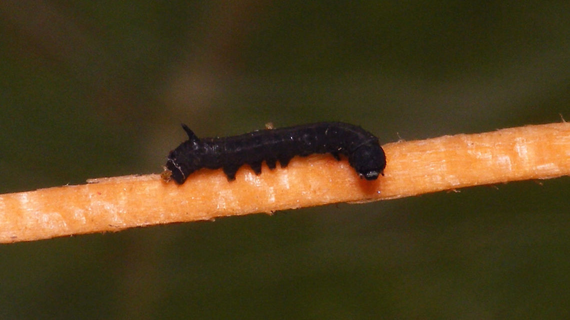 Hyles tithymali phaelipae - L1 on toothpick for size For overview of full series, more info and geotag please refer to the description with this image:<br />
<figure class="photo"><a href="https://www.jungledragon.com/image/98715/hyles_tithymali_phaelipae_-_1st_stadium_caterpillars.html" title="Hyles tithymali phaelipae - 1st stadium Caterpillars"><img src="https://s3.amazonaws.com/media.jungledragon.com/images/3043/98715_thumb.jpg?AWSAccessKeyId=05GMT0V3GWVNE7GGM1R2&Expires=1767225610&Signature=r87U9wfIUAaRDf2X%2F4Krwd2mvJo%3D" width="200" height="114" alt="Hyles tithymali phaelipae - 1st stadium Caterpillars Okay, so there it is ... in honour of Moth Week 2020 ... a backlog of many, MANY, images that I&#039;ve been wanting to work through, select and upload &quot;forever&quot; now, but never came around to sorting. I&#039;ve now mostly given up on the sorting bit and decided to &quot;punish&quot; Ferdy for always saying that I shouldn&#039;t limit the amount of images ;o)<br />
<br />
But for good reason. This is a rare endemic subspecies that we were lucky to find caterpillars of, two years in a row, quite close enough to the holiday compound near Los Llanos de Ariadne (La Palma, Canary Islands) that we visited in 2019 and 2020, which enabled us to follow through on much of the development.<br />
<br />
The first year we found a mix of very young and medium sized caterpillars and couldn&#039;t get our head around them at first as it turns out that the caterpillars are HUGELY VARIABLE between instars and even between begin and end of the same stadium. So, little wonder that at the time we couldn&#039;t find a visual match for &quot;our&quot; caterpillars. There is only a very limited number of images of the caterpillars of this subspecies around on the internet for comparison and those are mostly &quot;mature&quot; caterpillars.<br />
<br />
The second year, we&#039;ve found one batch of very recently hatched babies and even the empty eggs these must have crawled out of just the day before or so.<br />
<br />
Incidentally, it is supposedly mostly the difference in the caterpillars that helps delimiting this subspecies from others. So here is an attempt to provide more images for comparison to the pool available on the internet :o)<br />
<br />
Please note two things:<br />
1) Below you will find a a mix of images from the two years and frankly, especially the first year, we&#039;ve followed different stages intermixed, so we have NO WAY OF TELLING THE EXACT STADIUM. I will _try_ to list them in an order that seems plausible to me, but I may well be putting some in the WRONG ORDER(!)<br />
2) Jeanette kindly made a few images available to complete this series a bit more. Her images are licensed CC-BY-SA as opposed to my usual license of a CC0 Public Domain dedication. I will indicate this best as I can, so please honour the license where applicable.<br />
<br />
First stadium caterpillars as found in 2020 (note the partial egg shell in center):<br />
https://www.jungledragon.com/image/98715/hyles_tithymali_phaelipae_-_1st_stadium_caterpillars.html<br />
Empty egg shells found nearby:<br />
https://www.jungledragon.com/image/98720/hyles_tithymali_phaelipae_-_empty_eggs.html<br />
Early first stadium on toothpick for size (2019)<br />
https://www.jungledragon.com/image/98718/hyles_tithymali_phaelipae_-_l1_on_toothpick_for_size.html<br />
Early 1st std. full-o-sh*t<br />
https://www.jungledragon.com/image/98721/hyles_tithymali_phaelipae_-_l1_early_in_stadium.html<br />
First stadium about halfway through - getting lighter/greener:<br />
https://www.jungledragon.com/image/98722/hyles_tithymali_phaelipae_-_l1_halfway_through_stadium.html<br />
First stadium toward end - quite pale now:<br />
https://www.jungledragon.com/image/98719/hyles_tithymali_phaelipae_-_l1_toward_end.html<br />
Not sure?! End of 1st or very early 2nd stadium?! Photo CC-BY-SA Jeanette Essink:<br />
https://www.jungledragon.com/image/98723/hyles_tithymali_phaelipae_-_young_caterpillar.html<br />
<br />
From here on I begin to loose track of development stages, so the order might be off!<br />
https://www.jungledragon.com/image/98729/hyles_tithymali_phaelipae_-_l2_early_probably.html<br />
https://www.jungledragon.com/image/98728/hyles_tithymali_phaelipae_-_l2_early_probably.html<br />
https://www.jungledragon.com/image/98730/hyles_tithymali_phaelipae_-_l2_early_probably.html<br />
https://www.jungledragon.com/image/98731/hyles_tithymali_phaelipae_-_l2_early_probably.html<br />
https://www.jungledragon.com/image/98727/hyles_tithymali_phaelipae_-_caterpillars_in_defensive_posture.html<br />
These should be late 2nd or maybe 3rd stadium (16mm in length) showing some variability:<br />
https://www.jungledragon.com/image/98733/hyles_tithymali_phaelipae_-_l2_probably_16mm.html<br />
https://www.jungledragon.com/image/98734/hyles_tithymali_phaelipae_-_inividual_variability.html<br />
2nd/3rd std. 8 days after first image of fairly fresh L1 above (CC-BY-SA Jeanette Essink): <br />
https://www.jungledragon.com/image/98735/hyles_tithymali_phaelipae_-_2nd_or_3r_stadium_caterpillar.html<br />
<br />
As I suspect to be &quot;finding the limits of the system&quot; (space in description) soon enough, I&#039;ll be continuing the series with this image:<br />
https://www.jungledragon.com/image/98738/hyles_tithymali_phaelipae_-_caterpillar_happily_munching.html Caterpillars,Choerocampina,Geotagged,Hyles,Hyles tithymali,Hyles tithymali phaelipae,La Palma (Canary Islands),Macroglossinae,Macroglossini,Moth Week 2020,Spain,Sphingidae" /></a></figure>  Caterpillar,Choerocampina,Geotagged,Hyles,Hyles tithymali,Hyles tithymali phaelipae,La Palma (Canary Islands),Macroglossinae,Macroglossini,Moth Week 2020,Spain,Sphingidae