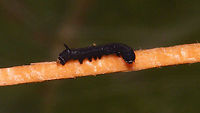 Hyles tithymali phaelipae - L1 on toothpick for size For overview of full series, more info and geotag please refer to the description with this image:<br />
https://www.jungledragon.com/image/98715/hyles_tithymali_phaelipae_-_1st_stadium_caterpillars.html  Caterpillar,Choerocampina,Geotagged,Hyles,Hyles tithymali,Hyles tithymali phaelipae,La Palma (Canary Islands),Macroglossinae,Macroglossini,Moth Week 2020,Spain,Sphingidae