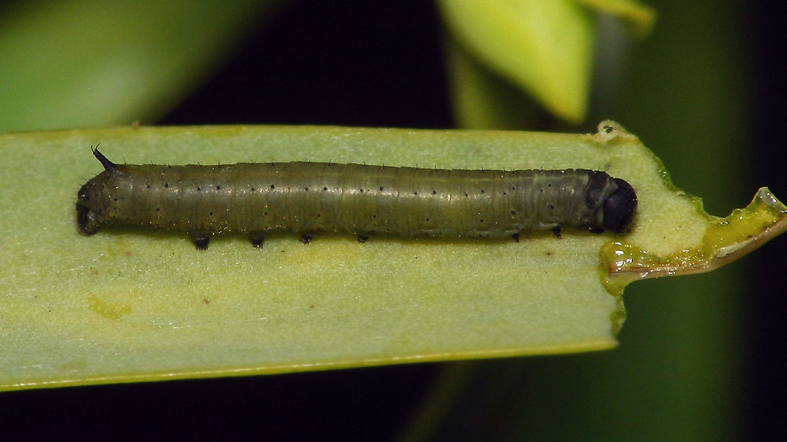 Hyles tithymali phaelipae - L1 toward end For overview of full series, more info and geotag please refer to the description with this image:<br />
<figure class="photo"><a href="https://www.jungledragon.com/image/98715/hyles_tithymali_phaelipae_-_1st_stadium_caterpillars.html" title="Hyles tithymali phaelipae - 1st stadium Caterpillars"><img src="https://s3.amazonaws.com/media.jungledragon.com/images/3043/98715_thumb.jpg?AWSAccessKeyId=05GMT0V3GWVNE7GGM1R2&Expires=1759968010&Signature=hgyyRoTnGefvn8EZSKK5Sqo1u8A%3D" width="200" height="114" alt="Hyles tithymali phaelipae - 1st stadium Caterpillars Okay, so there it is ... in honour of Moth Week 2020 ... a backlog of many, MANY, images that I&#039;ve been wanting to work through, select and upload &quot;forever&quot; now, but never came around to sorting. I&#039;ve now mostly given up on the sorting bit and decided to &quot;punish&quot; Ferdy for always saying that I shouldn&#039;t limit the amount of images ;o)<br />
<br />
But for good reason. This is a rare endemic subspecies that we were lucky to find caterpillars of, two years in a row, quite close enough to the holiday compound near Los Llanos de Ariadne (La Palma, Canary Islands) that we visited in 2019 and 2020, which enabled us to follow through on much of the development.<br />
<br />
The first year we found a mix of very young and medium sized caterpillars and couldn&#039;t get our head around them at first as it turns out that the caterpillars are HUGELY VARIABLE between instars and even between begin and end of the same stadium. So, little wonder that at the time we couldn&#039;t find a visual match for &quot;our&quot; caterpillars. There is only a very limited number of images of the caterpillars of this subspecies around on the internet for comparison and those are mostly &quot;mature&quot; caterpillars.<br />
<br />
The second year, we&#039;ve found one batch of very recently hatched babies and even the empty eggs these must have crawled out of just the day before or so.<br />
<br />
Incidentally, it is supposedly mostly the difference in the caterpillars that helps delimiting this subspecies from others. So here is an attempt to provide more images for comparison to the pool available on the internet :o)<br />
<br />
Please note two things:<br />
1) Below you will find a a mix of images from the two years and frankly, especially the first year, we&#039;ve followed different stages intermixed, so we have NO WAY OF TELLING THE EXACT STADIUM. I will _try_ to list them in an order that seems plausible to me, but I may well be putting some in the WRONG ORDER(!)<br />
2) Jeanette kindly made a few images available to complete this series a bit more. Her images are licensed CC-BY-SA as opposed to my usual license of a CC0 Public Domain dedication. I will indicate this best as I can, so please honour the license where applicable.<br />
<br />
First stadium caterpillars as found in 2020 (note the partial egg shell in center):<br />
https://www.jungledragon.com/image/98715/hyles_tithymali_phaelipae_-_1st_stadium_caterpillars.html<br />
Empty egg shells found nearby:<br />
https://www.jungledragon.com/image/98720/hyles_tithymali_phaelipae_-_empty_eggs.html<br />
Early first stadium on toothpick for size (2019)<br />
https://www.jungledragon.com/image/98718/hyles_tithymali_phaelipae_-_l1_on_toothpick_for_size.html<br />
Early 1st std. full-o-sh*t<br />
https://www.jungledragon.com/image/98721/hyles_tithymali_phaelipae_-_l1_early_in_stadium.html<br />
First stadium about halfway through - getting lighter/greener:<br />
https://www.jungledragon.com/image/98722/hyles_tithymali_phaelipae_-_l1_halfway_through_stadium.html<br />
First stadium toward end - quite pale now:<br />
https://www.jungledragon.com/image/98719/hyles_tithymali_phaelipae_-_l1_toward_end.html<br />
Not sure?! End of 1st or very early 2nd stadium?! Photo CC-BY-SA Jeanette Essink:<br />
https://www.jungledragon.com/image/98723/hyles_tithymali_phaelipae_-_young_caterpillar.html<br />
<br />
From here on I begin to loose track of development stages, so the order might be off!<br />
https://www.jungledragon.com/image/98729/hyles_tithymali_phaelipae_-_l2_early_probably.html<br />
https://www.jungledragon.com/image/98728/hyles_tithymali_phaelipae_-_l2_early_probably.html<br />
https://www.jungledragon.com/image/98730/hyles_tithymali_phaelipae_-_l2_early_probably.html<br />
https://www.jungledragon.com/image/98731/hyles_tithymali_phaelipae_-_l2_early_probably.html<br />
https://www.jungledragon.com/image/98727/hyles_tithymali_phaelipae_-_caterpillars_in_defensive_posture.html<br />
These should be late 2nd or maybe 3rd stadium (16mm in length) showing some variability:<br />
https://www.jungledragon.com/image/98733/hyles_tithymali_phaelipae_-_l2_probably_16mm.html<br />
https://www.jungledragon.com/image/98734/hyles_tithymali_phaelipae_-_inividual_variability.html<br />
2nd/3rd std. 8 days after first image of fairly fresh L1 above (CC-BY-SA Jeanette Essink): <br />
https://www.jungledragon.com/image/98735/hyles_tithymali_phaelipae_-_2nd_or_3r_stadium_caterpillar.html<br />
<br />
As I suspect to be &quot;finding the limits of the system&quot; (space in description) soon enough, I&#039;ll be continuing the series with this image:<br />
https://www.jungledragon.com/image/98738/hyles_tithymali_phaelipae_-_caterpillar_happily_munching.html Caterpillars,Choerocampina,Geotagged,Hyles,Hyles tithymali,Hyles tithymali phaelipae,La Palma (Canary Islands),Macroglossinae,Macroglossini,Moth Week 2020,Spain,Sphingidae" /></a></figure>  Caterpillar,Choerocampina,Geotagged,Hyles,Hyles tithymali,Hyles tithymali phaelipae,La Palma (Canary Islands),Macroglossinae,Macroglossini,Moth Week 2020,Spain,Sphingidae