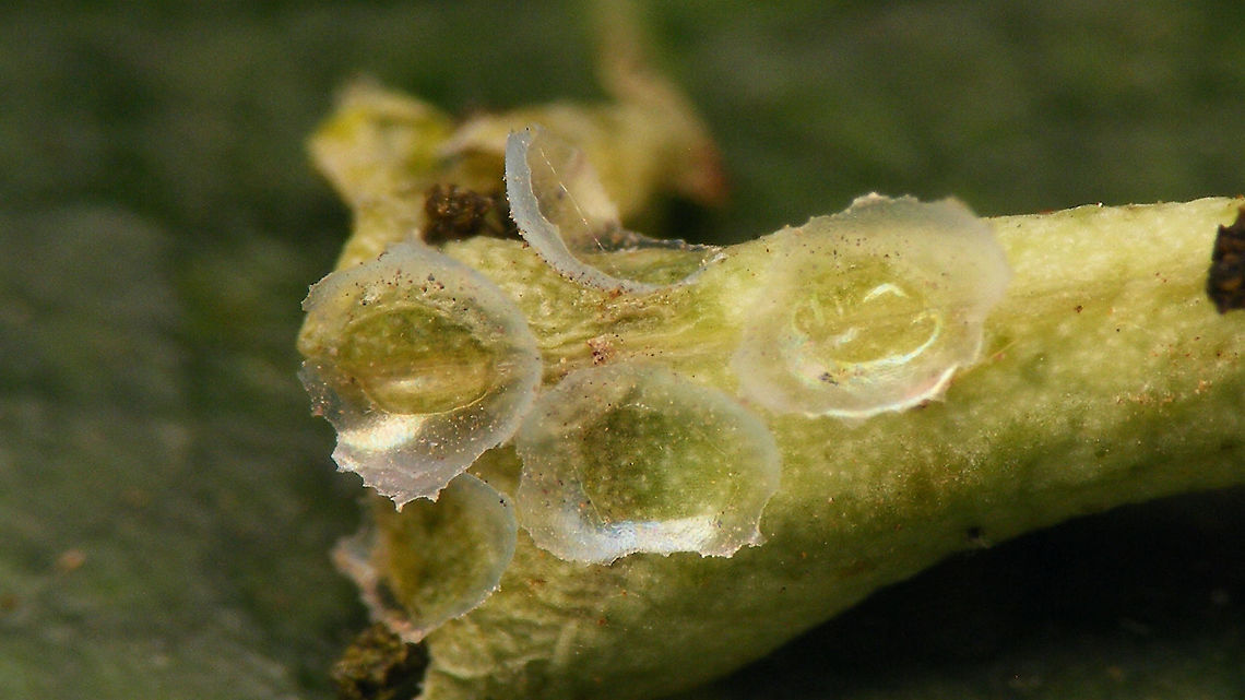 Hyles tithymali phaelipae - Empty eggs For overview of full series, more info and geotag please refer to the description with this image:<br />
<figure class="photo"><a href="https://www.jungledragon.com/image/98715/hyles_tithymali_phaelipae_-_1st_stadium_caterpillars.html" title="Hyles tithymali phaelipae - 1st stadium Caterpillars"><img src="https://s3.amazonaws.com/media.jungledragon.com/images/3043/98715_thumb.jpg?AWSAccessKeyId=05GMT0V3GWVNE7GGM1R2&Expires=1767225610&Signature=r87U9wfIUAaRDf2X%2F4Krwd2mvJo%3D" width="200" height="114" alt="Hyles tithymali phaelipae - 1st stadium Caterpillars Okay, so there it is ... in honour of Moth Week 2020 ... a backlog of many, MANY, images that I&#039;ve been wanting to work through, select and upload &quot;forever&quot; now, but never came around to sorting. I&#039;ve now mostly given up on the sorting bit and decided to &quot;punish&quot; Ferdy for always saying that I shouldn&#039;t limit the amount of images ;o)<br />
<br />
But for good reason. This is a rare endemic subspecies that we were lucky to find caterpillars of, two years in a row, quite close enough to the holiday compound near Los Llanos de Ariadne (La Palma, Canary Islands) that we visited in 2019 and 2020, which enabled us to follow through on much of the development.<br />
<br />
The first year we found a mix of very young and medium sized caterpillars and couldn&#039;t get our head around them at first as it turns out that the caterpillars are HUGELY VARIABLE between instars and even between begin and end of the same stadium. So, little wonder that at the time we couldn&#039;t find a visual match for &quot;our&quot; caterpillars. There is only a very limited number of images of the caterpillars of this subspecies around on the internet for comparison and those are mostly &quot;mature&quot; caterpillars.<br />
<br />
The second year, we&#039;ve found one batch of very recently hatched babies and even the empty eggs these must have crawled out of just the day before or so.<br />
<br />
Incidentally, it is supposedly mostly the difference in the caterpillars that helps delimiting this subspecies from others. So here is an attempt to provide more images for comparison to the pool available on the internet :o)<br />
<br />
Please note two things:<br />
1) Below you will find a a mix of images from the two years and frankly, especially the first year, we&#039;ve followed different stages intermixed, so we have NO WAY OF TELLING THE EXACT STADIUM. I will _try_ to list them in an order that seems plausible to me, but I may well be putting some in the WRONG ORDER(!)<br />
2) Jeanette kindly made a few images available to complete this series a bit more. Her images are licensed CC-BY-SA as opposed to my usual license of a CC0 Public Domain dedication. I will indicate this best as I can, so please honour the license where applicable.<br />
<br />
First stadium caterpillars as found in 2020 (note the partial egg shell in center):<br />
https://www.jungledragon.com/image/98715/hyles_tithymali_phaelipae_-_1st_stadium_caterpillars.html<br />
Empty egg shells found nearby:<br />
https://www.jungledragon.com/image/98720/hyles_tithymali_phaelipae_-_empty_eggs.html<br />
Early first stadium on toothpick for size (2019)<br />
https://www.jungledragon.com/image/98718/hyles_tithymali_phaelipae_-_l1_on_toothpick_for_size.html<br />
Early 1st std. full-o-sh*t<br />
https://www.jungledragon.com/image/98721/hyles_tithymali_phaelipae_-_l1_early_in_stadium.html<br />
First stadium about halfway through - getting lighter/greener:<br />
https://www.jungledragon.com/image/98722/hyles_tithymali_phaelipae_-_l1_halfway_through_stadium.html<br />
First stadium toward end - quite pale now:<br />
https://www.jungledragon.com/image/98719/hyles_tithymali_phaelipae_-_l1_toward_end.html<br />
Not sure?! End of 1st or very early 2nd stadium?! Photo CC-BY-SA Jeanette Essink:<br />
https://www.jungledragon.com/image/98723/hyles_tithymali_phaelipae_-_young_caterpillar.html<br />
<br />
From here on I begin to loose track of development stages, so the order might be off!<br />
https://www.jungledragon.com/image/98729/hyles_tithymali_phaelipae_-_l2_early_probably.html<br />
https://www.jungledragon.com/image/98728/hyles_tithymali_phaelipae_-_l2_early_probably.html<br />
https://www.jungledragon.com/image/98730/hyles_tithymali_phaelipae_-_l2_early_probably.html<br />
https://www.jungledragon.com/image/98731/hyles_tithymali_phaelipae_-_l2_early_probably.html<br />
https://www.jungledragon.com/image/98727/hyles_tithymali_phaelipae_-_caterpillars_in_defensive_posture.html<br />
These should be late 2nd or maybe 3rd stadium (16mm in length) showing some variability:<br />
https://www.jungledragon.com/image/98733/hyles_tithymali_phaelipae_-_l2_probably_16mm.html<br />
https://www.jungledragon.com/image/98734/hyles_tithymali_phaelipae_-_inividual_variability.html<br />
2nd/3rd std. 8 days after first image of fairly fresh L1 above (CC-BY-SA Jeanette Essink): <br />
https://www.jungledragon.com/image/98735/hyles_tithymali_phaelipae_-_2nd_or_3r_stadium_caterpillar.html<br />
<br />
As I suspect to be &quot;finding the limits of the system&quot; (space in description) soon enough, I&#039;ll be continuing the series with this image:<br />
https://www.jungledragon.com/image/98738/hyles_tithymali_phaelipae_-_caterpillar_happily_munching.html Caterpillars,Choerocampina,Geotagged,Hyles,Hyles tithymali,Hyles tithymali phaelipae,La Palma (Canary Islands),Macroglossinae,Macroglossini,Moth Week 2020,Spain,Sphingidae" /></a></figure>  Choerocampina,Eggs,Geotagged,Hyles,Hyles tithymali,Hyles tithymali phaelipae,La Palma (Canary Islands),Macroglossinae,Macroglossini,Moth Week 2020,Spain,Sphingidae