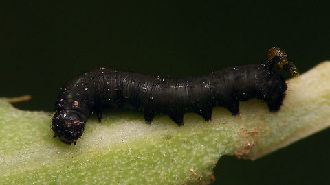 Hyles tithymali phaelipae - L1 early in stadium For overview of full series, more info and geotag please refer to the description with this image:
https://www.jungledragon.com/image/98715/hyles_tithymali_phaelipae_-_1st_stadium_caterpillars.html  Caterpillar,Choerocampina,Geotagged,Hyles,Hyles tithymali,Hyles tithymali phaelipae,La Palma (Canary Islands),Macroglossinae,Macroglossini,Moth Week 2020,Spain,Sphingidae