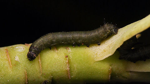 Hyles tithymali phaelipae - L1 halfway through stadium For overview of full series, more info and geotag please refer to the description with this image:
https://www.jungledragon.com/image/98715/hyles_tithymali_phaelipae_-_1st_stadium_caterpillars.html  Caterpillar,Choerocampina,Geotagged,Hyles,Hyles tithymali,Hyles tithymali phaelipae,La Palma (Canary Islands),Macroglossinae,Macroglossini,Moth Week 2020,Spain,Sphingidae