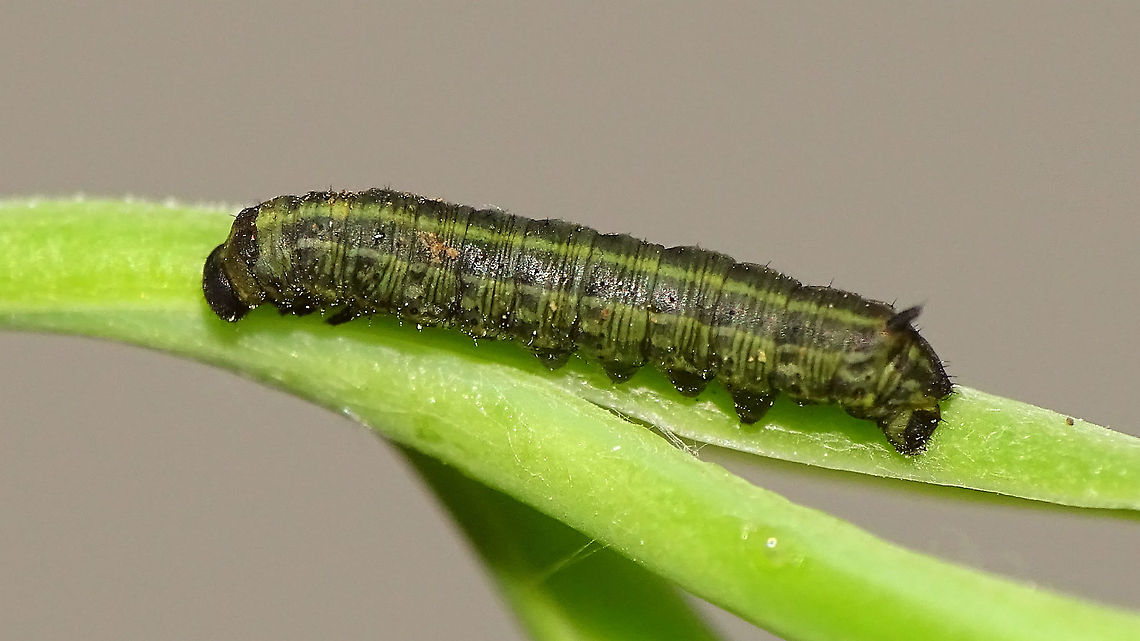 Hyles tithymali phaelipae - Young caterpillar Not my photo! Please NOTE LICENSE:  CC-BY-SA Jeanette Essink<br />
Either end of 1st stadium or very early 2nd ?!?<br />
For overview of full series, more info and geotag please refer to the description with this image:<br />
<figure class="photo"><a href="https://www.jungledragon.com/image/98715/hyles_tithymali_phaelipae_-_1st_stadium_caterpillars.html" title="Hyles tithymali phaelipae - 1st stadium Caterpillars"><img src="https://s3.amazonaws.com/media.jungledragon.com/images/3043/98715_thumb.jpg?AWSAccessKeyId=05GMT0V3GWVNE7GGM1R2&Expires=1759968010&Signature=hgyyRoTnGefvn8EZSKK5Sqo1u8A%3D" width="200" height="114" alt="Hyles tithymali phaelipae - 1st stadium Caterpillars Okay, so there it is ... in honour of Moth Week 2020 ... a backlog of many, MANY, images that I&#039;ve been wanting to work through, select and upload &quot;forever&quot; now, but never came around to sorting. I&#039;ve now mostly given up on the sorting bit and decided to &quot;punish&quot; Ferdy for always saying that I shouldn&#039;t limit the amount of images ;o)<br />
<br />
But for good reason. This is a rare endemic subspecies that we were lucky to find caterpillars of, two years in a row, quite close enough to the holiday compound near Los Llanos de Ariadne (La Palma, Canary Islands) that we visited in 2019 and 2020, which enabled us to follow through on much of the development.<br />
<br />
The first year we found a mix of very young and medium sized caterpillars and couldn&#039;t get our head around them at first as it turns out that the caterpillars are HUGELY VARIABLE between instars and even between begin and end of the same stadium. So, little wonder that at the time we couldn&#039;t find a visual match for &quot;our&quot; caterpillars. There is only a very limited number of images of the caterpillars of this subspecies around on the internet for comparison and those are mostly &quot;mature&quot; caterpillars.<br />
<br />
The second year, we&#039;ve found one batch of very recently hatched babies and even the empty eggs these must have crawled out of just the day before or so.<br />
<br />
Incidentally, it is supposedly mostly the difference in the caterpillars that helps delimiting this subspecies from others. So here is an attempt to provide more images for comparison to the pool available on the internet :o)<br />
<br />
Please note two things:<br />
1) Below you will find a a mix of images from the two years and frankly, especially the first year, we&#039;ve followed different stages intermixed, so we have NO WAY OF TELLING THE EXACT STADIUM. I will _try_ to list them in an order that seems plausible to me, but I may well be putting some in the WRONG ORDER(!)<br />
2) Jeanette kindly made a few images available to complete this series a bit more. Her images are licensed CC-BY-SA as opposed to my usual license of a CC0 Public Domain dedication. I will indicate this best as I can, so please honour the license where applicable.<br />
<br />
First stadium caterpillars as found in 2020 (note the partial egg shell in center):<br />
https://www.jungledragon.com/image/98715/hyles_tithymali_phaelipae_-_1st_stadium_caterpillars.html<br />
Empty egg shells found nearby:<br />
https://www.jungledragon.com/image/98720/hyles_tithymali_phaelipae_-_empty_eggs.html<br />
Early first stadium on toothpick for size (2019)<br />
https://www.jungledragon.com/image/98718/hyles_tithymali_phaelipae_-_l1_on_toothpick_for_size.html<br />
Early 1st std. full-o-sh*t<br />
https://www.jungledragon.com/image/98721/hyles_tithymali_phaelipae_-_l1_early_in_stadium.html<br />
First stadium about halfway through - getting lighter/greener:<br />
https://www.jungledragon.com/image/98722/hyles_tithymali_phaelipae_-_l1_halfway_through_stadium.html<br />
First stadium toward end - quite pale now:<br />
https://www.jungledragon.com/image/98719/hyles_tithymali_phaelipae_-_l1_toward_end.html<br />
Not sure?! End of 1st or very early 2nd stadium?! Photo CC-BY-SA Jeanette Essink:<br />
https://www.jungledragon.com/image/98723/hyles_tithymali_phaelipae_-_young_caterpillar.html<br />
<br />
From here on I begin to loose track of development stages, so the order might be off!<br />
https://www.jungledragon.com/image/98729/hyles_tithymali_phaelipae_-_l2_early_probably.html<br />
https://www.jungledragon.com/image/98728/hyles_tithymali_phaelipae_-_l2_early_probably.html<br />
https://www.jungledragon.com/image/98730/hyles_tithymali_phaelipae_-_l2_early_probably.html<br />
https://www.jungledragon.com/image/98731/hyles_tithymali_phaelipae_-_l2_early_probably.html<br />
https://www.jungledragon.com/image/98727/hyles_tithymali_phaelipae_-_caterpillars_in_defensive_posture.html<br />
These should be late 2nd or maybe 3rd stadium (16mm in length) showing some variability:<br />
https://www.jungledragon.com/image/98733/hyles_tithymali_phaelipae_-_l2_probably_16mm.html<br />
https://www.jungledragon.com/image/98734/hyles_tithymali_phaelipae_-_inividual_variability.html<br />
2nd/3rd std. 8 days after first image of fairly fresh L1 above (CC-BY-SA Jeanette Essink): <br />
https://www.jungledragon.com/image/98735/hyles_tithymali_phaelipae_-_2nd_or_3r_stadium_caterpillar.html<br />
<br />
As I suspect to be &quot;finding the limits of the system&quot; (space in description) soon enough, I&#039;ll be continuing the series with this image:<br />
https://www.jungledragon.com/image/98738/hyles_tithymali_phaelipae_-_caterpillar_happily_munching.html Caterpillars,Choerocampina,Geotagged,Hyles,Hyles tithymali,Hyles tithymali phaelipae,La Palma (Canary Islands),Macroglossinae,Macroglossini,Moth Week 2020,Spain,Sphingidae" /></a></figure>  Caterpillar,Choerocampina,Geotagged,Hyles,Hyles tithymali,Hyles tithymali phaelipae,La Palma (Canary Islands),Macroglossinae,Macroglossini,Moth Week 2020,Spain,Sphingidae