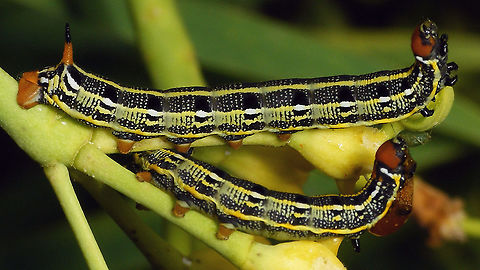 Hyles tithymali phaelipae - Caterpillars in defensive posture For overview of full series, more info and geotag please refer to the description with this image:
https://www.jungledragon.com/image/98715/hyles_tithymali_phaelipae_-_1st_stadium_caterpillars.html  Caterpillars,Choerocampina,Hyles,Hyles tithymali,Hyles tithymali phaelipae,La Palma (Canary Islands),Macroglossinae,Macroglossini,Moth Week 2020,Sphingidae