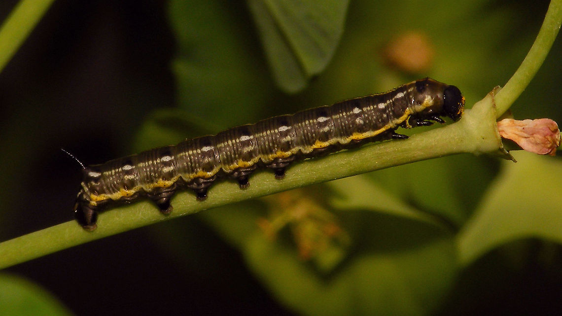 Hyles tithymali phaelipae - L2 early probably? For overview of full series, more info and geotag please refer to the description with this image:<br />
<figure class="photo"><a href="https://www.jungledragon.com/image/98715/hyles_tithymali_phaelipae_-_1st_stadium_caterpillars.html" title="Hyles tithymali phaelipae - 1st stadium Caterpillars"><img src="https://s3.amazonaws.com/media.jungledragon.com/images/3043/98715_thumb.jpg?AWSAccessKeyId=05GMT0V3GWVNE7GGM1R2&Expires=1767225610&Signature=r87U9wfIUAaRDf2X%2F4Krwd2mvJo%3D" width="200" height="114" alt="Hyles tithymali phaelipae - 1st stadium Caterpillars Okay, so there it is ... in honour of Moth Week 2020 ... a backlog of many, MANY, images that I&#039;ve been wanting to work through, select and upload &quot;forever&quot; now, but never came around to sorting. I&#039;ve now mostly given up on the sorting bit and decided to &quot;punish&quot; Ferdy for always saying that I shouldn&#039;t limit the amount of images ;o)<br />
<br />
But for good reason. This is a rare endemic subspecies that we were lucky to find caterpillars of, two years in a row, quite close enough to the holiday compound near Los Llanos de Ariadne (La Palma, Canary Islands) that we visited in 2019 and 2020, which enabled us to follow through on much of the development.<br />
<br />
The first year we found a mix of very young and medium sized caterpillars and couldn&#039;t get our head around them at first as it turns out that the caterpillars are HUGELY VARIABLE between instars and even between begin and end of the same stadium. So, little wonder that at the time we couldn&#039;t find a visual match for &quot;our&quot; caterpillars. There is only a very limited number of images of the caterpillars of this subspecies around on the internet for comparison and those are mostly &quot;mature&quot; caterpillars.<br />
<br />
The second year, we&#039;ve found one batch of very recently hatched babies and even the empty eggs these must have crawled out of just the day before or so.<br />
<br />
Incidentally, it is supposedly mostly the difference in the caterpillars that helps delimiting this subspecies from others. So here is an attempt to provide more images for comparison to the pool available on the internet :o)<br />
<br />
Please note two things:<br />
1) Below you will find a a mix of images from the two years and frankly, especially the first year, we&#039;ve followed different stages intermixed, so we have NO WAY OF TELLING THE EXACT STADIUM. I will _try_ to list them in an order that seems plausible to me, but I may well be putting some in the WRONG ORDER(!)<br />
2) Jeanette kindly made a few images available to complete this series a bit more. Her images are licensed CC-BY-SA as opposed to my usual license of a CC0 Public Domain dedication. I will indicate this best as I can, so please honour the license where applicable.<br />
<br />
First stadium caterpillars as found in 2020 (note the partial egg shell in center):<br />
https://www.jungledragon.com/image/98715/hyles_tithymali_phaelipae_-_1st_stadium_caterpillars.html<br />
Empty egg shells found nearby:<br />
https://www.jungledragon.com/image/98720/hyles_tithymali_phaelipae_-_empty_eggs.html<br />
Early first stadium on toothpick for size (2019)<br />
https://www.jungledragon.com/image/98718/hyles_tithymali_phaelipae_-_l1_on_toothpick_for_size.html<br />
Early 1st std. full-o-sh*t<br />
https://www.jungledragon.com/image/98721/hyles_tithymali_phaelipae_-_l1_early_in_stadium.html<br />
First stadium about halfway through - getting lighter/greener:<br />
https://www.jungledragon.com/image/98722/hyles_tithymali_phaelipae_-_l1_halfway_through_stadium.html<br />
First stadium toward end - quite pale now:<br />
https://www.jungledragon.com/image/98719/hyles_tithymali_phaelipae_-_l1_toward_end.html<br />
Not sure?! End of 1st or very early 2nd stadium?! Photo CC-BY-SA Jeanette Essink:<br />
https://www.jungledragon.com/image/98723/hyles_tithymali_phaelipae_-_young_caterpillar.html<br />
<br />
From here on I begin to loose track of development stages, so the order might be off!<br />
https://www.jungledragon.com/image/98729/hyles_tithymali_phaelipae_-_l2_early_probably.html<br />
https://www.jungledragon.com/image/98728/hyles_tithymali_phaelipae_-_l2_early_probably.html<br />
https://www.jungledragon.com/image/98730/hyles_tithymali_phaelipae_-_l2_early_probably.html<br />
https://www.jungledragon.com/image/98731/hyles_tithymali_phaelipae_-_l2_early_probably.html<br />
https://www.jungledragon.com/image/98727/hyles_tithymali_phaelipae_-_caterpillars_in_defensive_posture.html<br />
These should be late 2nd or maybe 3rd stadium (16mm in length) showing some variability:<br />
https://www.jungledragon.com/image/98733/hyles_tithymali_phaelipae_-_l2_probably_16mm.html<br />
https://www.jungledragon.com/image/98734/hyles_tithymali_phaelipae_-_inividual_variability.html<br />
2nd/3rd std. 8 days after first image of fairly fresh L1 above (CC-BY-SA Jeanette Essink): <br />
https://www.jungledragon.com/image/98735/hyles_tithymali_phaelipae_-_2nd_or_3r_stadium_caterpillar.html<br />
<br />
As I suspect to be &quot;finding the limits of the system&quot; (space in description) soon enough, I&#039;ll be continuing the series with this image:<br />
https://www.jungledragon.com/image/98738/hyles_tithymali_phaelipae_-_caterpillar_happily_munching.html Caterpillars,Choerocampina,Geotagged,Hyles,Hyles tithymali,Hyles tithymali phaelipae,La Palma (Canary Islands),Macroglossinae,Macroglossini,Moth Week 2020,Spain,Sphingidae" /></a></figure>  Caterpillar,Choerocampina,Hyles,Hyles tithymali,Hyles tithymali phaelipae,La Palma (Canary Islands),Macroglossinae,Macroglossini,Moth Week 2020,Sphingidae
