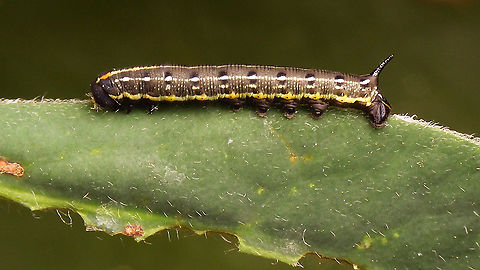 Hyles tithymali phaelipae - L2 early probably? For overview of full series, more info and geotag please refer to the description with this image:
https://www.jungledragon.com/image/98715/hyles_tithymali_phaelipae_-_1st_stadium_caterpillars.html  Caterpillar,Choerocampina,Hyles,Hyles tithymali,Hyles tithymali phaelipae,La Palma (Canary Islands),Macroglossinae,Macroglossini,Moth Week 2020,Sphingidae