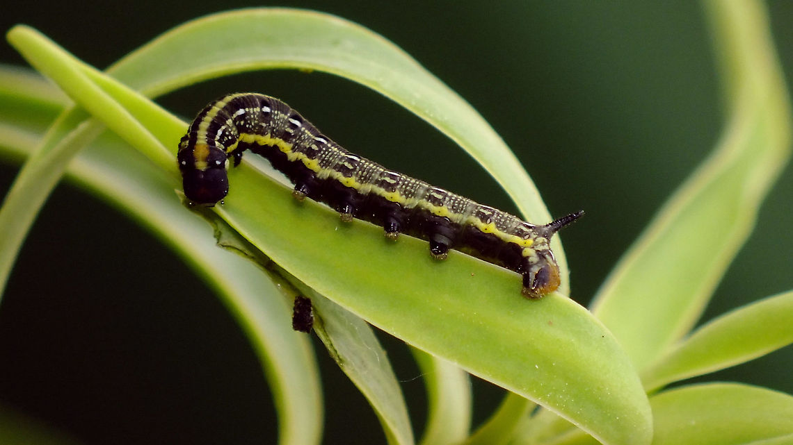 Hyles tithymali phaelipae - L2 early probably? For overview of full series, more info and geotag please refer to the description with this image:<br />
<figure class="photo"><a href="https://www.jungledragon.com/image/98715/hyles_tithymali_phaelipae_-_1st_stadium_caterpillars.html" title="Hyles tithymali phaelipae - 1st stadium Caterpillars"><img src="https://s3.amazonaws.com/media.jungledragon.com/images/3043/98715_thumb.jpg?AWSAccessKeyId=05GMT0V3GWVNE7GGM1R2&Expires=1767225610&Signature=r87U9wfIUAaRDf2X%2F4Krwd2mvJo%3D" width="200" height="114" alt="Hyles tithymali phaelipae - 1st stadium Caterpillars Okay, so there it is ... in honour of Moth Week 2020 ... a backlog of many, MANY, images that I&#039;ve been wanting to work through, select and upload &quot;forever&quot; now, but never came around to sorting. I&#039;ve now mostly given up on the sorting bit and decided to &quot;punish&quot; Ferdy for always saying that I shouldn&#039;t limit the amount of images ;o)<br />
<br />
But for good reason. This is a rare endemic subspecies that we were lucky to find caterpillars of, two years in a row, quite close enough to the holiday compound near Los Llanos de Ariadne (La Palma, Canary Islands) that we visited in 2019 and 2020, which enabled us to follow through on much of the development.<br />
<br />
The first year we found a mix of very young and medium sized caterpillars and couldn&#039;t get our head around them at first as it turns out that the caterpillars are HUGELY VARIABLE between instars and even between begin and end of the same stadium. So, little wonder that at the time we couldn&#039;t find a visual match for &quot;our&quot; caterpillars. There is only a very limited number of images of the caterpillars of this subspecies around on the internet for comparison and those are mostly &quot;mature&quot; caterpillars.<br />
<br />
The second year, we&#039;ve found one batch of very recently hatched babies and even the empty eggs these must have crawled out of just the day before or so.<br />
<br />
Incidentally, it is supposedly mostly the difference in the caterpillars that helps delimiting this subspecies from others. So here is an attempt to provide more images for comparison to the pool available on the internet :o)<br />
<br />
Please note two things:<br />
1) Below you will find a a mix of images from the two years and frankly, especially the first year, we&#039;ve followed different stages intermixed, so we have NO WAY OF TELLING THE EXACT STADIUM. I will _try_ to list them in an order that seems plausible to me, but I may well be putting some in the WRONG ORDER(!)<br />
2) Jeanette kindly made a few images available to complete this series a bit more. Her images are licensed CC-BY-SA as opposed to my usual license of a CC0 Public Domain dedication. I will indicate this best as I can, so please honour the license where applicable.<br />
<br />
First stadium caterpillars as found in 2020 (note the partial egg shell in center):<br />
https://www.jungledragon.com/image/98715/hyles_tithymali_phaelipae_-_1st_stadium_caterpillars.html<br />
Empty egg shells found nearby:<br />
https://www.jungledragon.com/image/98720/hyles_tithymali_phaelipae_-_empty_eggs.html<br />
Early first stadium on toothpick for size (2019)<br />
https://www.jungledragon.com/image/98718/hyles_tithymali_phaelipae_-_l1_on_toothpick_for_size.html<br />
Early 1st std. full-o-sh*t<br />
https://www.jungledragon.com/image/98721/hyles_tithymali_phaelipae_-_l1_early_in_stadium.html<br />
First stadium about halfway through - getting lighter/greener:<br />
https://www.jungledragon.com/image/98722/hyles_tithymali_phaelipae_-_l1_halfway_through_stadium.html<br />
First stadium toward end - quite pale now:<br />
https://www.jungledragon.com/image/98719/hyles_tithymali_phaelipae_-_l1_toward_end.html<br />
Not sure?! End of 1st or very early 2nd stadium?! Photo CC-BY-SA Jeanette Essink:<br />
https://www.jungledragon.com/image/98723/hyles_tithymali_phaelipae_-_young_caterpillar.html<br />
<br />
From here on I begin to loose track of development stages, so the order might be off!<br />
https://www.jungledragon.com/image/98729/hyles_tithymali_phaelipae_-_l2_early_probably.html<br />
https://www.jungledragon.com/image/98728/hyles_tithymali_phaelipae_-_l2_early_probably.html<br />
https://www.jungledragon.com/image/98730/hyles_tithymali_phaelipae_-_l2_early_probably.html<br />
https://www.jungledragon.com/image/98731/hyles_tithymali_phaelipae_-_l2_early_probably.html<br />
https://www.jungledragon.com/image/98727/hyles_tithymali_phaelipae_-_caterpillars_in_defensive_posture.html<br />
These should be late 2nd or maybe 3rd stadium (16mm in length) showing some variability:<br />
https://www.jungledragon.com/image/98733/hyles_tithymali_phaelipae_-_l2_probably_16mm.html<br />
https://www.jungledragon.com/image/98734/hyles_tithymali_phaelipae_-_inividual_variability.html<br />
2nd/3rd std. 8 days after first image of fairly fresh L1 above (CC-BY-SA Jeanette Essink): <br />
https://www.jungledragon.com/image/98735/hyles_tithymali_phaelipae_-_2nd_or_3r_stadium_caterpillar.html<br />
<br />
As I suspect to be &quot;finding the limits of the system&quot; (space in description) soon enough, I&#039;ll be continuing the series with this image:<br />
https://www.jungledragon.com/image/98738/hyles_tithymali_phaelipae_-_caterpillar_happily_munching.html Caterpillars,Choerocampina,Geotagged,Hyles,Hyles tithymali,Hyles tithymali phaelipae,La Palma (Canary Islands),Macroglossinae,Macroglossini,Moth Week 2020,Spain,Sphingidae" /></a></figure>  Caterpillar,Choerocampina,Hyles,Hyles tithymali,Hyles tithymali phaelipae,La Palma (Canary Islands),Macroglossinae,Macroglossini,Moth Week 2020,Sphingidae