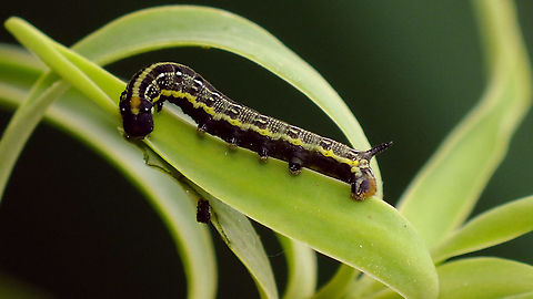 Hyles tithymali phaelipae - L2 early probably? For overview of full series, more info and geotag please refer to the description with this image:
https://www.jungledragon.com/image/98715/hyles_tithymali_phaelipae_-_1st_stadium_caterpillars.html  Caterpillar,Choerocampina,Hyles,Hyles tithymali,Hyles tithymali phaelipae,La Palma (Canary Islands),Macroglossinae,Macroglossini,Moth Week 2020,Sphingidae