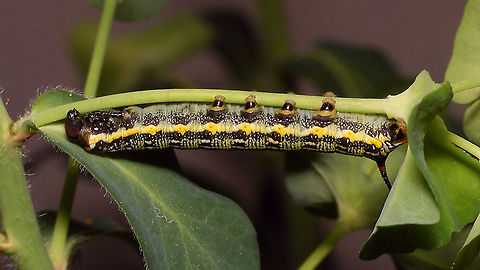Hyles tithymali phaelipae - L2 early probably? For overview of full series, more info and geotag please refer to the description with this image:
https://www.jungledragon.com/image/98715/hyles_tithymali_phaelipae_-_1st_stadium_caterpillars.html  Caterpillar,Choerocampina,Hyles,Hyles tithymali,Hyles tithymali phaelipae,La Palma (Canary Islands),Macroglossinae,Macroglossini,Moth Week 2020,Sphingidae