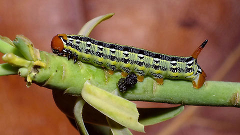 Hyles tithymali phaelipae - L2 probably? (16mm) For overview of full series, more info and geotag please refer to the description with this image:
https://www.jungledragon.com/image/98715/hyles_tithymali_phaelipae_-_1st_stadium_caterpillars.html  Caterpillar,Choerocampina,Hyles,Hyles tithymali,Hyles tithymali phaelipae,La Palma (Canary Islands),Macroglossinae,Macroglossini,Moth Week 2020,Sphingidae