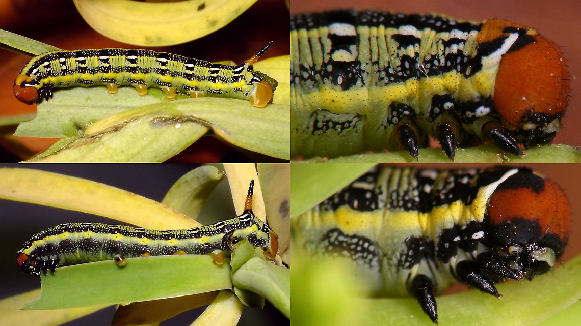 Hyles tithymali phaelipae - Inividual variability These should be either late 2nd or 3rd stadium caterpillars - both about 16mm in size - showing some variability in colouring.<br />
<br />
For overview of full series, more info and geotag please refer to the description with this image:<br />
<figure class="photo"><a href="https://www.jungledragon.com/image/98715/hyles_tithymali_phaelipae_-_1st_stadium_caterpillars.html" title="Hyles tithymali phaelipae - 1st stadium Caterpillars"><img src="https://s3.amazonaws.com/media.jungledragon.com/images/3043/98715_thumb.jpg?AWSAccessKeyId=05GMT0V3GWVNE7GGM1R2&Expires=1759968010&Signature=hgyyRoTnGefvn8EZSKK5Sqo1u8A%3D" width="200" height="114" alt="Hyles tithymali phaelipae - 1st stadium Caterpillars Okay, so there it is ... in honour of Moth Week 2020 ... a backlog of many, MANY, images that I&#039;ve been wanting to work through, select and upload &quot;forever&quot; now, but never came around to sorting. I&#039;ve now mostly given up on the sorting bit and decided to &quot;punish&quot; Ferdy for always saying that I shouldn&#039;t limit the amount of images ;o)<br />
<br />
But for good reason. This is a rare endemic subspecies that we were lucky to find caterpillars of, two years in a row, quite close enough to the holiday compound near Los Llanos de Ariadne (La Palma, Canary Islands) that we visited in 2019 and 2020, which enabled us to follow through on much of the development.<br />
<br />
The first year we found a mix of very young and medium sized caterpillars and couldn&#039;t get our head around them at first as it turns out that the caterpillars are HUGELY VARIABLE between instars and even between begin and end of the same stadium. So, little wonder that at the time we couldn&#039;t find a visual match for &quot;our&quot; caterpillars. There is only a very limited number of images of the caterpillars of this subspecies around on the internet for comparison and those are mostly &quot;mature&quot; caterpillars.<br />
<br />
The second year, we&#039;ve found one batch of very recently hatched babies and even the empty eggs these must have crawled out of just the day before or so.<br />
<br />
Incidentally, it is supposedly mostly the difference in the caterpillars that helps delimiting this subspecies from others. So here is an attempt to provide more images for comparison to the pool available on the internet :o)<br />
<br />
Please note two things:<br />
1) Below you will find a a mix of images from the two years and frankly, especially the first year, we&#039;ve followed different stages intermixed, so we have NO WAY OF TELLING THE EXACT STADIUM. I will _try_ to list them in an order that seems plausible to me, but I may well be putting some in the WRONG ORDER(!)<br />
2) Jeanette kindly made a few images available to complete this series a bit more. Her images are licensed CC-BY-SA as opposed to my usual license of a CC0 Public Domain dedication. I will indicate this best as I can, so please honour the license where applicable.<br />
<br />
First stadium caterpillars as found in 2020 (note the partial egg shell in center):<br />
https://www.jungledragon.com/image/98715/hyles_tithymali_phaelipae_-_1st_stadium_caterpillars.html<br />
Empty egg shells found nearby:<br />
https://www.jungledragon.com/image/98720/hyles_tithymali_phaelipae_-_empty_eggs.html<br />
Early first stadium on toothpick for size (2019)<br />
https://www.jungledragon.com/image/98718/hyles_tithymali_phaelipae_-_l1_on_toothpick_for_size.html<br />
Early 1st std. full-o-sh*t<br />
https://www.jungledragon.com/image/98721/hyles_tithymali_phaelipae_-_l1_early_in_stadium.html<br />
First stadium about halfway through - getting lighter/greener:<br />
https://www.jungledragon.com/image/98722/hyles_tithymali_phaelipae_-_l1_halfway_through_stadium.html<br />
First stadium toward end - quite pale now:<br />
https://www.jungledragon.com/image/98719/hyles_tithymali_phaelipae_-_l1_toward_end.html<br />
Not sure?! End of 1st or very early 2nd stadium?! Photo CC-BY-SA Jeanette Essink:<br />
https://www.jungledragon.com/image/98723/hyles_tithymali_phaelipae_-_young_caterpillar.html<br />
<br />
From here on I begin to loose track of development stages, so the order might be off!<br />
https://www.jungledragon.com/image/98729/hyles_tithymali_phaelipae_-_l2_early_probably.html<br />
https://www.jungledragon.com/image/98728/hyles_tithymali_phaelipae_-_l2_early_probably.html<br />
https://www.jungledragon.com/image/98730/hyles_tithymali_phaelipae_-_l2_early_probably.html<br />
https://www.jungledragon.com/image/98731/hyles_tithymali_phaelipae_-_l2_early_probably.html<br />
https://www.jungledragon.com/image/98727/hyles_tithymali_phaelipae_-_caterpillars_in_defensive_posture.html<br />
These should be late 2nd or maybe 3rd stadium (16mm in length) showing some variability:<br />
https://www.jungledragon.com/image/98733/hyles_tithymali_phaelipae_-_l2_probably_16mm.html<br />
https://www.jungledragon.com/image/98734/hyles_tithymali_phaelipae_-_inividual_variability.html<br />
2nd/3rd std. 8 days after first image of fairly fresh L1 above (CC-BY-SA Jeanette Essink): <br />
https://www.jungledragon.com/image/98735/hyles_tithymali_phaelipae_-_2nd_or_3r_stadium_caterpillar.html<br />
<br />
As I suspect to be &quot;finding the limits of the system&quot; (space in description) soon enough, I&#039;ll be continuing the series with this image:<br />
https://www.jungledragon.com/image/98738/hyles_tithymali_phaelipae_-_caterpillar_happily_munching.html Caterpillars,Choerocampina,Geotagged,Hyles,Hyles tithymali,Hyles tithymali phaelipae,La Palma (Canary Islands),Macroglossinae,Macroglossini,Moth Week 2020,Spain,Sphingidae" /></a></figure>  Caterpillar,Choerocampina,Hyles,Hyles tithymali,Hyles tithymali phaelipae,La Palma (Canary Islands),Macroglossinae,Macroglossini,Moth Week 2020,Sphingidae