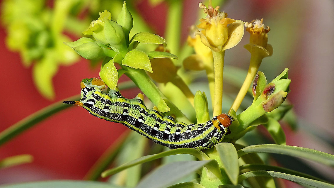 Hyles tithymali phaelipae - 2nd or 3r stadium Caterpillar Not my photo! Please NOTE LICENSE:  CC-BY-SA Jeanette Essink<br />
<br />
For overview of full series, more info and geotag please refer to the description with this image:<br />
<figure class="photo"><a href="https://www.jungledragon.com/image/98715/hyles_tithymali_phaelipae_-_1st_stadium_caterpillars.html" title="Hyles tithymali phaelipae - 1st stadium Caterpillars"><img src="https://s3.amazonaws.com/media.jungledragon.com/images/3043/98715_thumb.jpg?AWSAccessKeyId=05GMT0V3GWVNE7GGM1R2&Expires=1759968010&Signature=hgyyRoTnGefvn8EZSKK5Sqo1u8A%3D" width="200" height="114" alt="Hyles tithymali phaelipae - 1st stadium Caterpillars Okay, so there it is ... in honour of Moth Week 2020 ... a backlog of many, MANY, images that I&#039;ve been wanting to work through, select and upload &quot;forever&quot; now, but never came around to sorting. I&#039;ve now mostly given up on the sorting bit and decided to &quot;punish&quot; Ferdy for always saying that I shouldn&#039;t limit the amount of images ;o)<br />
<br />
But for good reason. This is a rare endemic subspecies that we were lucky to find caterpillars of, two years in a row, quite close enough to the holiday compound near Los Llanos de Ariadne (La Palma, Canary Islands) that we visited in 2019 and 2020, which enabled us to follow through on much of the development.<br />
<br />
The first year we found a mix of very young and medium sized caterpillars and couldn&#039;t get our head around them at first as it turns out that the caterpillars are HUGELY VARIABLE between instars and even between begin and end of the same stadium. So, little wonder that at the time we couldn&#039;t find a visual match for &quot;our&quot; caterpillars. There is only a very limited number of images of the caterpillars of this subspecies around on the internet for comparison and those are mostly &quot;mature&quot; caterpillars.<br />
<br />
The second year, we&#039;ve found one batch of very recently hatched babies and even the empty eggs these must have crawled out of just the day before or so.<br />
<br />
Incidentally, it is supposedly mostly the difference in the caterpillars that helps delimiting this subspecies from others. So here is an attempt to provide more images for comparison to the pool available on the internet :o)<br />
<br />
Please note two things:<br />
1) Below you will find a a mix of images from the two years and frankly, especially the first year, we&#039;ve followed different stages intermixed, so we have NO WAY OF TELLING THE EXACT STADIUM. I will _try_ to list them in an order that seems plausible to me, but I may well be putting some in the WRONG ORDER(!)<br />
2) Jeanette kindly made a few images available to complete this series a bit more. Her images are licensed CC-BY-SA as opposed to my usual license of a CC0 Public Domain dedication. I will indicate this best as I can, so please honour the license where applicable.<br />
<br />
First stadium caterpillars as found in 2020 (note the partial egg shell in center):<br />
https://www.jungledragon.com/image/98715/hyles_tithymali_phaelipae_-_1st_stadium_caterpillars.html<br />
Empty egg shells found nearby:<br />
https://www.jungledragon.com/image/98720/hyles_tithymali_phaelipae_-_empty_eggs.html<br />
Early first stadium on toothpick for size (2019)<br />
https://www.jungledragon.com/image/98718/hyles_tithymali_phaelipae_-_l1_on_toothpick_for_size.html<br />
Early 1st std. full-o-sh*t<br />
https://www.jungledragon.com/image/98721/hyles_tithymali_phaelipae_-_l1_early_in_stadium.html<br />
First stadium about halfway through - getting lighter/greener:<br />
https://www.jungledragon.com/image/98722/hyles_tithymali_phaelipae_-_l1_halfway_through_stadium.html<br />
First stadium toward end - quite pale now:<br />
https://www.jungledragon.com/image/98719/hyles_tithymali_phaelipae_-_l1_toward_end.html<br />
Not sure?! End of 1st or very early 2nd stadium?! Photo CC-BY-SA Jeanette Essink:<br />
https://www.jungledragon.com/image/98723/hyles_tithymali_phaelipae_-_young_caterpillar.html<br />
<br />
From here on I begin to loose track of development stages, so the order might be off!<br />
https://www.jungledragon.com/image/98729/hyles_tithymali_phaelipae_-_l2_early_probably.html<br />
https://www.jungledragon.com/image/98728/hyles_tithymali_phaelipae_-_l2_early_probably.html<br />
https://www.jungledragon.com/image/98730/hyles_tithymali_phaelipae_-_l2_early_probably.html<br />
https://www.jungledragon.com/image/98731/hyles_tithymali_phaelipae_-_l2_early_probably.html<br />
https://www.jungledragon.com/image/98727/hyles_tithymali_phaelipae_-_caterpillars_in_defensive_posture.html<br />
These should be late 2nd or maybe 3rd stadium (16mm in length) showing some variability:<br />
https://www.jungledragon.com/image/98733/hyles_tithymali_phaelipae_-_l2_probably_16mm.html<br />
https://www.jungledragon.com/image/98734/hyles_tithymali_phaelipae_-_inividual_variability.html<br />
2nd/3rd std. 8 days after first image of fairly fresh L1 above (CC-BY-SA Jeanette Essink): <br />
https://www.jungledragon.com/image/98735/hyles_tithymali_phaelipae_-_2nd_or_3r_stadium_caterpillar.html<br />
<br />
As I suspect to be &quot;finding the limits of the system&quot; (space in description) soon enough, I&#039;ll be continuing the series with this image:<br />
https://www.jungledragon.com/image/98738/hyles_tithymali_phaelipae_-_caterpillar_happily_munching.html Caterpillars,Choerocampina,Geotagged,Hyles,Hyles tithymali,Hyles tithymali phaelipae,La Palma (Canary Islands),Macroglossinae,Macroglossini,Moth Week 2020,Spain,Sphingidae" /></a></figure>  Caterpillar,Choerocampina,Hyles,Hyles tithymali,Hyles tithymali phaelipae,La Palma (Canary Islands),Macroglossinae,Macroglossini,Moth Week 2020,Sphingidae