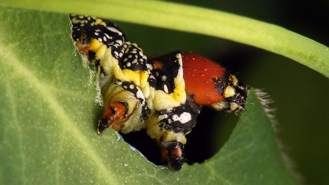 Hyles tithymali phaelipae - Caterpillar happily munching I&#039;ll use this image for the continuation of the series that I started here:<br />
<figure class="photo"><a href="https://www.jungledragon.com/image/98715/hyles_tithymali_phaelipae_-_1st_stadium_caterpillars.html" title="Hyles tithymali phaelipae - 1st stadium Caterpillars"><img src="https://s3.amazonaws.com/media.jungledragon.com/images/3043/98715_thumb.jpg?AWSAccessKeyId=05GMT0V3GWVNE7GGM1R2&Expires=1767225610&Signature=r87U9wfIUAaRDf2X%2F4Krwd2mvJo%3D" width="200" height="114" alt="Hyles tithymali phaelipae - 1st stadium Caterpillars Okay, so there it is ... in honour of Moth Week 2020 ... a backlog of many, MANY, images that I&#039;ve been wanting to work through, select and upload &quot;forever&quot; now, but never came around to sorting. I&#039;ve now mostly given up on the sorting bit and decided to &quot;punish&quot; Ferdy for always saying that I shouldn&#039;t limit the amount of images ;o)<br />
<br />
But for good reason. This is a rare endemic subspecies that we were lucky to find caterpillars of, two years in a row, quite close enough to the holiday compound near Los Llanos de Ariadne (La Palma, Canary Islands) that we visited in 2019 and 2020, which enabled us to follow through on much of the development.<br />
<br />
The first year we found a mix of very young and medium sized caterpillars and couldn&#039;t get our head around them at first as it turns out that the caterpillars are HUGELY VARIABLE between instars and even between begin and end of the same stadium. So, little wonder that at the time we couldn&#039;t find a visual match for &quot;our&quot; caterpillars. There is only a very limited number of images of the caterpillars of this subspecies around on the internet for comparison and those are mostly &quot;mature&quot; caterpillars.<br />
<br />
The second year, we&#039;ve found one batch of very recently hatched babies and even the empty eggs these must have crawled out of just the day before or so.<br />
<br />
Incidentally, it is supposedly mostly the difference in the caterpillars that helps delimiting this subspecies from others. So here is an attempt to provide more images for comparison to the pool available on the internet :o)<br />
<br />
Please note two things:<br />
1) Below you will find a a mix of images from the two years and frankly, especially the first year, we&#039;ve followed different stages intermixed, so we have NO WAY OF TELLING THE EXACT STADIUM. I will _try_ to list them in an order that seems plausible to me, but I may well be putting some in the WRONG ORDER(!)<br />
2) Jeanette kindly made a few images available to complete this series a bit more. Her images are licensed CC-BY-SA as opposed to my usual license of a CC0 Public Domain dedication. I will indicate this best as I can, so please honour the license where applicable.<br />
<br />
First stadium caterpillars as found in 2020 (note the partial egg shell in center):<br />
https://www.jungledragon.com/image/98715/hyles_tithymali_phaelipae_-_1st_stadium_caterpillars.html<br />
Empty egg shells found nearby:<br />
https://www.jungledragon.com/image/98720/hyles_tithymali_phaelipae_-_empty_eggs.html<br />
Early first stadium on toothpick for size (2019)<br />
https://www.jungledragon.com/image/98718/hyles_tithymali_phaelipae_-_l1_on_toothpick_for_size.html<br />
Early 1st std. full-o-sh*t<br />
https://www.jungledragon.com/image/98721/hyles_tithymali_phaelipae_-_l1_early_in_stadium.html<br />
First stadium about halfway through - getting lighter/greener:<br />
https://www.jungledragon.com/image/98722/hyles_tithymali_phaelipae_-_l1_halfway_through_stadium.html<br />
First stadium toward end - quite pale now:<br />
https://www.jungledragon.com/image/98719/hyles_tithymali_phaelipae_-_l1_toward_end.html<br />
Not sure?! End of 1st or very early 2nd stadium?! Photo CC-BY-SA Jeanette Essink:<br />
https://www.jungledragon.com/image/98723/hyles_tithymali_phaelipae_-_young_caterpillar.html<br />
<br />
From here on I begin to loose track of development stages, so the order might be off!<br />
https://www.jungledragon.com/image/98729/hyles_tithymali_phaelipae_-_l2_early_probably.html<br />
https://www.jungledragon.com/image/98728/hyles_tithymali_phaelipae_-_l2_early_probably.html<br />
https://www.jungledragon.com/image/98730/hyles_tithymali_phaelipae_-_l2_early_probably.html<br />
https://www.jungledragon.com/image/98731/hyles_tithymali_phaelipae_-_l2_early_probably.html<br />
https://www.jungledragon.com/image/98727/hyles_tithymali_phaelipae_-_caterpillars_in_defensive_posture.html<br />
These should be late 2nd or maybe 3rd stadium (16mm in length) showing some variability:<br />
https://www.jungledragon.com/image/98733/hyles_tithymali_phaelipae_-_l2_probably_16mm.html<br />
https://www.jungledragon.com/image/98734/hyles_tithymali_phaelipae_-_inividual_variability.html<br />
2nd/3rd std. 8 days after first image of fairly fresh L1 above (CC-BY-SA Jeanette Essink): <br />
https://www.jungledragon.com/image/98735/hyles_tithymali_phaelipae_-_2nd_or_3r_stadium_caterpillar.html<br />
<br />
As I suspect to be &quot;finding the limits of the system&quot; (space in description) soon enough, I&#039;ll be continuing the series with this image:<br />
https://www.jungledragon.com/image/98738/hyles_tithymali_phaelipae_-_caterpillar_happily_munching.html Caterpillars,Choerocampina,Geotagged,Hyles,Hyles tithymali,Hyles tithymali phaelipae,La Palma (Canary Islands),Macroglossinae,Macroglossini,Moth Week 2020,Spain,Sphingidae" /></a></figure><br />
<br />
All subsequent images were taken in 2019 of larger caterpillars, up to pupating and emerging, roughly in order of body size:<br />
This one I wrote down as being 4cm:<br />
<figure class="photo"><a href="https://www.jungledragon.com/image/98744/hyles_tithymali_phaelipae_-_caterpillar_4cm.html" title="Hyles tithymali phaelipae - Caterpillar (4cm)"><img src="https://s3.amazonaws.com/media.jungledragon.com/images/3043/98744_thumb.jpg?AWSAccessKeyId=05GMT0V3GWVNE7GGM1R2&Expires=1767225610&Signature=lzuZBuTlrjJqF376FMuZ3dveuVs%3D" width="200" height="114" alt="Hyles tithymali phaelipae - Caterpillar (4cm) For full series of images and info refer to the description with these images:<br />
Early development:<br />
https://www.jungledragon.com/image/98715/hyles_tithymali_phaelipae_-_1st_stadium_caterpillars.html<br />
Later development:<br />
https://www.jungledragon.com/image/98738/hyles_tithymali_phaelipae_-_caterpillar_happily_munching.html Caterpillar,Choerocampina,Hyles,Hyles tithymali,Hyles tithymali phaelipae,La Palma (Canary Islands),Macroglossinae,Macroglossini,Moth Week 2020,Sphingidae" /></a></figure><br />
Next images should be between 4-7cm:<br />
<figure class="photo"><a href="https://www.jungledragon.com/image/98738/hyles_tithymali_phaelipae_-_caterpillar_happily_munching.html" title="Hyles tithymali phaelipae - Caterpillar happily munching"><img src="https://s3.amazonaws.com/media.jungledragon.com/images/3043/98738_thumb.jpg?AWSAccessKeyId=05GMT0V3GWVNE7GGM1R2&Expires=1767225610&Signature=lnREmt4D5kU%2BHzbOFI7aIPRWmIw%3D" width="200" height="114" alt="Hyles tithymali phaelipae - Caterpillar happily munching I&#039;ll use this image for the continuation of the series that I started here:<br />
https://www.jungledragon.com/image/98715/hyles_tithymali_phaelipae_-_1st_stadium_caterpillars.html<br />
<br />
All subsequent images were taken in 2019 of larger caterpillars, up to pupating and emerging, roughly in order of body size:<br />
This one I wrote down as being 4cm:<br />
https://www.jungledragon.com/image/98744/hyles_tithymali_phaelipae_-_caterpillar_4cm.html<br />
Next images should be between 4-7cm:<br />
https://www.jungledragon.com/image/98738/hyles_tithymali_phaelipae_-_caterpillar_happily_munching.html<br />
https://www.jungledragon.com/image/98739/hyles_tithymali_phaelipae_-_caterpillar_somewhat_dorsal.html<br />
https://www.jungledragon.com/image/98742/hyles_tithymali_phaelipae_-_caterpillar.html<br />
https://www.jungledragon.com/image/98741/hyles_tithymali_phaelipae_-_caterpillar_detail.html<br />
https://www.jungledragon.com/image/98740/hyles_tithymali_phaelipae_-_caterpillar_de-tail.html<br />
Conspicuously pale/red pronotum:<br />
https://www.jungledragon.com/image/98747/hyles_tithymali_phaelipae_-_caterpillar_redneck.html<br />
https://www.jungledragon.com/image/98750/hyles_tithymali_phaelipae_-_caterpillar_redneck_detail.html<br />
These I wrote down as being 7cm length:<br />
https://www.jungledragon.com/image/98749/hyles_tithymali_phaelipae_-_caterpillar_7cm.html<br />
https://www.jungledragon.com/image/98748/hyles_tithymali_phaelipae_-_caterpillar_7cm_detail.html<br />
https://www.jungledragon.com/image/98746/hyles_tithymali_phaelipae_-_caterpillar_7cm_b.html<br />
https://www.jungledragon.com/image/98753/hyles_tithymali_phaelipae_-_mature_caterpillar_on_hand.html<br />
Almost done:<br />
https://www.jungledragon.com/image/98754/hyles_tithymali_phaelipae_-_mature_caterpillar.html<br />
https://www.jungledragon.com/image/98756/hyles_tithymali_phaelipae_-_prepupa_and_pupae.html<br />
https://www.jungledragon.com/image/98755/hyles_tithymali_phaelipae_-_pupa.html<br />
https://www.jungledragon.com/image/98768/hyles_tithymali_phaelipae_-_pupa_a.html<br />
https://www.jungledragon.com/image/98769/hyles_tithymali_phaelipae_-_pupa_b.html<br />
And finally:<br />
https://www.jungledragon.com/image/98714/hyles_tithymali_phaelipae.html<br />
https://www.jungledragon.com/image/98762/hyles_tithymali_phaelipae_-_wings_closed.html<br />
https://www.jungledragon.com/image/98760/hyles_tithymali_phaelipae_-_portrait.html<br />
https://www.jungledragon.com/image/98767/hyles_tithymali_phaelipae_-_ventrolateral.html<br />
https://www.jungledragon.com/image/98759/hyles_tithymali_phaelipae_-_ventral.html<br />
https://www.jungledragon.com/image/98763/hyles_tithymali_phaelipae_-_dorsal.html<br />
https://www.jungledragon.com/image/98761/hyles_tithymali_phaelipae_-_lateral.html<br />
https://www.jungledragon.com/image/98770/hyles_tithymali_phaelipae_-_detail_of_wing.html Caterpillar,Choerocampina,Hyles,Hyles tithymali,Hyles tithymali phaelipae,La Palma (Canary Islands),Macroglossinae,Macroglossini,Moth Week 2020,Sphingidae" /></a></figure><br />
<figure class="photo"><a href="https://www.jungledragon.com/image/98739/hyles_tithymali_phaelipae_-_caterpillar_somewhat_dorsal.html" title="Hyles tithymali phaelipae - Caterpillar, somewhat dorsal"><img src="https://s3.amazonaws.com/media.jungledragon.com/images/3043/98739_thumb.jpg?AWSAccessKeyId=05GMT0V3GWVNE7GGM1R2&Expires=1767225610&Signature=scfKDlkQKf6sRhdFZVfNhTMlNHo%3D" width="200" height="114" alt="Hyles tithymali phaelipae - Caterpillar, somewhat dorsal For full series of images and info refer to the description with these images:<br />
Early development:<br />
https://www.jungledragon.com/image/98715/hyles_tithymali_phaelipae_-_1st_stadium_caterpillars.html<br />
Later development:<br />
https://www.jungledragon.com/image/98738/hyles_tithymali_phaelipae_-_caterpillar_happily_munching.html Caterpillar,Choerocampina,Hyles,Hyles tithymali,Hyles tithymali phaelipae,La Palma (Canary Islands),Macroglossinae,Macroglossini,Moth Week 2020,Sphingidae" /></a></figure><br />
<figure class="photo"><a href="https://www.jungledragon.com/image/98742/hyles_tithymali_phaelipae_-_caterpillar.html" title="Hyles tithymali phaelipae - Caterpillar"><img src="https://s3.amazonaws.com/media.jungledragon.com/images/3043/98742_thumb.jpg?AWSAccessKeyId=05GMT0V3GWVNE7GGM1R2&Expires=1767225610&Signature=9DGLaeVxba%2BkMFiCUF4HgCr14e0%3D" width="200" height="114" alt="Hyles tithymali phaelipae - Caterpillar For full series of images and info refer to the description with these images:<br />
Early development:<br />
https://www.jungledragon.com/image/98715/hyles_tithymali_phaelipae_-_1st_stadium_caterpillars.html<br />
Later development:<br />
https://www.jungledragon.com/image/98738/hyles_tithymali_phaelipae_-_caterpillar_happily_munching.html Caterpillar,Choerocampina,Hyles,Hyles tithymali,Hyles tithymali phaelipae,La Palma (Canary Islands),Macroglossinae,Macroglossini,Moth Week 2020,Sphingidae" /></a></figure><br />
<figure class="photo"><a href="https://www.jungledragon.com/image/98741/hyles_tithymali_phaelipae_-_caterpillar_detail.html" title="Hyles tithymali phaelipae - Caterpillar (detail)"><img src="https://s3.amazonaws.com/media.jungledragon.com/images/3043/98741_thumb.jpg?AWSAccessKeyId=05GMT0V3GWVNE7GGM1R2&Expires=1767225610&Signature=%2Fim2OI%2BchWla2FT9cl5ck9OjX8E%3D" width="200" height="114" alt="Hyles tithymali phaelipae - Caterpillar (detail) For full series of images and info refer to the description with these images:<br />
Early development:<br />
https://www.jungledragon.com/image/98715/hyles_tithymali_phaelipae_-_1st_stadium_caterpillars.html<br />
Later development:<br />
https://www.jungledragon.com/image/98738/hyles_tithymali_phaelipae_-_caterpillar_happily_munching.html Caterpillar,Choerocampina,Hyles,Hyles tithymali,Hyles tithymali phaelipae,La Palma (Canary Islands),Macroglossinae,Macroglossini,Moth Week 2020,Sphingidae" /></a></figure><br />
<figure class="photo"><a href="https://www.jungledragon.com/image/98740/hyles_tithymali_phaelipae_-_caterpillar_de-tail.html" title="Hyles tithymali phaelipae - Caterpillar de-tail"><img src="https://s3.amazonaws.com/media.jungledragon.com/images/3043/98740_thumb.jpg?AWSAccessKeyId=05GMT0V3GWVNE7GGM1R2&Expires=1767225610&Signature=%2BRk6YS6qUhLF5NzJopEfMR6zmrM%3D" width="200" height="114" alt="Hyles tithymali phaelipae - Caterpillar de-tail For full series of images and info refer to the description with these images:<br />
Early development:<br />
https://www.jungledragon.com/image/98715/hyles_tithymali_phaelipae_-_1st_stadium_caterpillars.html<br />
Later development:<br />
https://www.jungledragon.com/image/98738/hyles_tithymali_phaelipae_-_caterpillar_happily_munching.html Caterpillar,Choerocampina,Hyles,Hyles tithymali,Hyles tithymali phaelipae,La Palma (Canary Islands),Macroglossinae,Macroglossini,Moth Week 2020,Sphingidae" /></a></figure><br />
Conspicuously pale/red pronotum:<br />
<figure class="photo"><a href="https://www.jungledragon.com/image/98747/hyles_tithymali_phaelipae_-_caterpillar_redneck.html" title="Hyles tithymali phaelipae - Caterpillar &quot;redneck&quot;"><img src="https://s3.amazonaws.com/media.jungledragon.com/images/3043/98747_thumb.jpg?AWSAccessKeyId=05GMT0V3GWVNE7GGM1R2&Expires=1767225610&Signature=PWUu4qfHq%2Fqzz%2FZ2ZodE2kWs5mc%3D" width="200" height="114" alt="Hyles tithymali phaelipae - Caterpillar &quot;redneck&quot; For full series of images and info refer to the description with these images:<br />
Early development:<br />
https://www.jungledragon.com/image/98715/hyles_tithymali_phaelipae_-_1st_stadium_caterpillars.html<br />
Later development:<br />
https://www.jungledragon.com/image/98738/hyles_tithymali_phaelipae_-_caterpillar_happily_munching.html Caterpillar,Choerocampina,Hyles,Hyles tithymali,Hyles tithymali phaelipae,La Palma (Canary Islands),Macroglossinae,Macroglossini,Moth Week 2020,Sphingidae" /></a></figure><br />
<figure class="photo"><a href="https://www.jungledragon.com/image/98750/hyles_tithymali_phaelipae_-_caterpillar_redneck_detail.html" title="Hyles tithymali phaelipae - Caterpillar &quot;redneck&quot; (detail)"><img src="https://s3.amazonaws.com/media.jungledragon.com/images/3043/98750_thumb.jpg?AWSAccessKeyId=05GMT0V3GWVNE7GGM1R2&Expires=1767225610&Signature=%2BLbLXGl0D7hfEi6C98TRrpB6At0%3D" width="200" height="114" alt="Hyles tithymali phaelipae - Caterpillar &quot;redneck&quot; (detail) For full series of images and info refer to the description with these images:<br />
Early development:<br />
https://www.jungledragon.com/image/98715/hyles_tithymali_phaelipae_-_1st_stadium_caterpillars.html<br />
Later development:<br />
https://www.jungledragon.com/image/98738/hyles_tithymali_phaelipae_-_caterpillar_happily_munching.html Caterpillar,Choerocampina,Hyles,Hyles tithymali,Hyles tithymali phaelipae,La Palma (Canary Islands),Macroglossinae,Macroglossini,Moth Week 2020,Sphingidae" /></a></figure><br />
These I wrote down as being 7cm length:<br />
<figure class="photo"><a href="https://www.jungledragon.com/image/98749/hyles_tithymali_phaelipae_-_caterpillar_7cm.html" title="Hyles tithymali phaelipae - Caterpillar (7cm)"><img src="https://s3.amazonaws.com/media.jungledragon.com/images/3043/98749_thumb.jpg?AWSAccessKeyId=05GMT0V3GWVNE7GGM1R2&Expires=1767225610&Signature=yTeT3vGrftPr3fg5r6bCo7FS94I%3D" width="200" height="114" alt="Hyles tithymali phaelipae - Caterpillar (7cm) For full series of images and info refer to the description with these images:<br />
Early development:<br />
https://www.jungledragon.com/image/98715/hyles_tithymali_phaelipae_-_1st_stadium_caterpillars.html<br />
Later development:<br />
https://www.jungledragon.com/image/98738/hyles_tithymali_phaelipae_-_caterpillar_happily_munching.html Caterpillar,Choerocampina,Hyles,Hyles tithymali,Hyles tithymali phaelipae,La Palma (Canary Islands),Macroglossinae,Macroglossini,Moth Week 2020,Sphingidae" /></a></figure><br />
<figure class="photo"><a href="https://www.jungledragon.com/image/98748/hyles_tithymali_phaelipae_-_caterpillar_7cm_detail.html" title="Hyles tithymali phaelipae - Caterpillar (7cm, detail)"><img src="https://s3.amazonaws.com/media.jungledragon.com/images/3043/98748_thumb.jpg?AWSAccessKeyId=05GMT0V3GWVNE7GGM1R2&Expires=1767225610&Signature=7sv7YsOGzGrlhmQuvHVlob20P%2Fc%3D" width="200" height="114" alt="Hyles tithymali phaelipae - Caterpillar (7cm, detail) For full series of images and info refer to the description with these images:<br />
Early development:<br />
https://www.jungledragon.com/image/98715/hyles_tithymali_phaelipae_-_1st_stadium_caterpillars.html<br />
Later development:<br />
https://www.jungledragon.com/image/98738/hyles_tithymali_phaelipae_-_caterpillar_happily_munching.html Caterpillar,Choerocampina,Hyles,Hyles tithymali,Hyles tithymali phaelipae,La Palma (Canary Islands),Macroglossinae,Macroglossini,Moth Week 2020,Sphingidae" /></a></figure><br />
<figure class="photo"><a href="https://www.jungledragon.com/image/98746/hyles_tithymali_phaelipae_-_caterpillar_7cm_b.html" title="Hyles tithymali phaelipae - Caterpillar (7cm) B"><img src="https://s3.amazonaws.com/media.jungledragon.com/images/3043/98746_thumb.jpg?AWSAccessKeyId=05GMT0V3GWVNE7GGM1R2&Expires=1767225610&Signature=4DhAJKSRXNCVVQbkwHMUtkqIMKY%3D" width="200" height="114" alt="Hyles tithymali phaelipae - Caterpillar (7cm) B For full series of images and info refer to the description with these images:<br />
Early development:<br />
https://www.jungledragon.com/image/98715/hyles_tithymali_phaelipae_-_1st_stadium_caterpillars.html<br />
Later development:<br />
https://www.jungledragon.com/image/98738/hyles_tithymali_phaelipae_-_caterpillar_happily_munching.html Caterpillar,Choerocampina,Hyles,Hyles tithymali,Hyles tithymali phaelipae,La Palma (Canary Islands),Macroglossinae,Macroglossini,Moth Week 2020,Sphingidae" /></a></figure><br />
<figure class="photo"><a href="https://www.jungledragon.com/image/98753/hyles_tithymali_phaelipae_-_mature_caterpillar_on_hand.html" title="Hyles tithymali phaelipae - Mature caterpillar on hand"><img src="https://s3.amazonaws.com/media.jungledragon.com/images/3043/98753_thumb.jpg?AWSAccessKeyId=05GMT0V3GWVNE7GGM1R2&Expires=1767225610&Signature=p13yjH0aGcP4Nz4vybP3YYVFodU%3D" width="200" height="114" alt="Hyles tithymali phaelipae - Mature caterpillar on hand For full series of images and info refer to the description with these images:<br />
Early development:<br />
https://www.jungledragon.com/image/98715/hyles_tithymali_phaelipae_-_1st_stadium_caterpillars.html<br />
Later development:<br />
https://www.jungledragon.com/image/98738/hyles_tithymali_phaelipae_-_caterpillar_happily_munching.html Caterpillar,Choerocampina,Hyles,Hyles tithymali,Hyles tithymali phaelipae,La Palma (Canary Islands),Macroglossinae,Macroglossini,Moth Week 2020,Sphingidae" /></a></figure><br />
Almost done:<br />
<figure class="photo"><a href="https://www.jungledragon.com/image/98754/hyles_tithymali_phaelipae_-_mature_caterpillar.html" title="Hyles tithymali phaelipae - Mature caterpillar"><img src="https://s3.amazonaws.com/media.jungledragon.com/images/3043/98754_thumb.jpg?AWSAccessKeyId=05GMT0V3GWVNE7GGM1R2&Expires=1767225610&Signature=Ndgs4rEAFYzRESdMnDNBV11dpmM%3D" width="200" height="114" alt="Hyles tithymali phaelipae - Mature caterpillar One or two days before pupating.<br />
For full series of images and info refer to the description with these images:<br />
Early development:<br />
https://www.jungledragon.com/image/98715/hyles_tithymali_phaelipae_-_1st_stadium_caterpillars.html<br />
Later development:<br />
https://www.jungledragon.com/image/98738/hyles_tithymali_phaelipae_-_caterpillar_happily_munching.html Caterpillar,Choerocampina,Hyles,Hyles tithymali,Hyles tithymali phaelipae,La Palma (Canary Islands),Macroglossinae,Macroglossini,Moth Week 2020,Sphingidae" /></a></figure><br />
<figure class="photo"><a href="https://www.jungledragon.com/image/98756/hyles_tithymali_phaelipae_-_prepupa_and_pupae.html" title="Hyles tithymali phaelipae - Prepupa and pupae"><img src="https://s3.amazonaws.com/media.jungledragon.com/images/3043/98756_thumb.jpg?AWSAccessKeyId=05GMT0V3GWVNE7GGM1R2&Expires=1767225610&Signature=JsN00KqHwnmR5hDXfetewFxybLA%3D" width="200" height="114" alt="Hyles tithymali phaelipae - Prepupa and pupae For full series of images and info refer to the description with these images:<br />
Early development:<br />
https://www.jungledragon.com/image/98715/hyles_tithymali_phaelipae_-_1st_stadium_caterpillars.html<br />
Later development:<br />
https://www.jungledragon.com/image/98738/hyles_tithymali_phaelipae_-_caterpillar_happily_munching.html Caterpillar,Choerocampina,Hyles,Hyles tithymali,Hyles tithymali phaelipae,La Palma (Canary Islands),Macroglossinae,Macroglossini,Moth Week 2020,Pupae,Sphingidae" /></a></figure><br />
<figure class="photo"><a href="https://www.jungledragon.com/image/98755/hyles_tithymali_phaelipae_-_pupa.html" title="Hyles tithymali phaelipae - Pupa"><img src="https://s3.amazonaws.com/media.jungledragon.com/images/3043/98755_thumb.jpg?AWSAccessKeyId=05GMT0V3GWVNE7GGM1R2&Expires=1767225610&Signature=FIoAKEpdDJzdOvXGj57CxBVytW0%3D" width="200" height="114" alt="Hyles tithymali phaelipae - Pupa For full series of images and info refer to the description with these images:<br />
Early development:<br />
https://www.jungledragon.com/image/98715/hyles_tithymali_phaelipae_-_1st_stadium_caterpillars.html<br />
Later development:<br />
https://www.jungledragon.com/image/98738/hyles_tithymali_phaelipae_-_caterpillar_happily_munching.html Choerocampina,Hyles,Hyles tithymali,Hyles tithymali phaelipae,La Palma (Canary Islands),Macroglossinae,Macroglossini,Moth Week 2020,Pupa,Sphingidae" /></a></figure><br />
<figure class="photo"><a href="https://www.jungledragon.com/image/98768/hyles_tithymali_phaelipae_-_pupa_a.html" title="Hyles tithymali phaelipae - Pupa A"><img src="https://s3.amazonaws.com/media.jungledragon.com/images/3043/98768_thumb.jpg?AWSAccessKeyId=05GMT0V3GWVNE7GGM1R2&Expires=1767225610&Signature=4b08dorEmKfoiZboH9zXVkpU0gQ%3D" width="200" height="114" alt="Hyles tithymali phaelipae - Pupa A For full series of images and info refer to the description with these images:<br />
Early development:<br />
https://www.jungledragon.com/image/98715/hyles_tithymali_phaelipae_-_1st_stadium_caterpillars.html<br />
Later development:<br />
https://www.jungledragon.com/image/98738/hyles_tithymali_phaelipae_-_caterpillar_happily_munching.html Choerocampina,Hyles,Hyles tithymali,Hyles tithymali phaelipae,La Palma (Canary Islands),Macroglossinae,Macroglossini,Moth Week 2020,Pupa,Sphingidae" /></a></figure><br />
<figure class="photo"><a href="https://www.jungledragon.com/image/98769/hyles_tithymali_phaelipae_-_pupa_b.html" title="Hyles tithymali phaelipae - Pupa B"><img src="https://s3.amazonaws.com/media.jungledragon.com/images/3043/98769_thumb.jpg?AWSAccessKeyId=05GMT0V3GWVNE7GGM1R2&Expires=1767225610&Signature=zfOQqkhAY%2B4Lsk35wp%2FQIvzLoKw%3D" width="200" height="114" alt="Hyles tithymali phaelipae - Pupa B For full series of images and info refer to the description with these images:<br />
Early development:<br />
https://www.jungledragon.com/image/98715/hyles_tithymali_phaelipae_-_1st_stadium_caterpillars.html<br />
Later development:<br />
https://www.jungledragon.com/image/98738/hyles_tithymali_phaelipae_-_caterpillar_happily_munching.html Choerocampina,Hyles,Hyles tithymali,Hyles tithymali phaelipae,La Palma (Canary Islands),Macroglossinae,Macroglossini,Moth Week 2020,Pupa,Sphingidae" /></a></figure><br />
And finally:<br />
<figure class="photo"><a href="https://www.jungledragon.com/image/98714/hyles_tithymali_phaelipae.html" title="Hyles tithymali phaelipae"><img src="https://s3.amazonaws.com/media.jungledragon.com/images/3043/98714_thumb.jpg?AWSAccessKeyId=05GMT0V3GWVNE7GGM1R2&Expires=1767225610&Signature=Gh1BWcA9fwCtVM8JDjZTQXi8eVg%3D" width="200" height="150" alt="Hyles tithymali phaelipae For full series of images and info refer to the description with these images:<br />
Early development:<br />
https://www.jungledragon.com/image/98715/hyles_tithymali_phaelipae_-_1st_stadium_caterpillars.html<br />
Later development:<br />
https://www.jungledragon.com/image/98738/hyles_tithymali_phaelipae_-_caterpillar_happily_munching.html Choerocampina,Hyles,Hyles tithymali,Hyles tithymali phaelipae,La Palma (Canary Islands),Macroglossinae,Macroglossini,Moth Week 2020,Sphingidae" /></a></figure><br />
<figure class="photo"><a href="https://www.jungledragon.com/image/98762/hyles_tithymali_phaelipae_-_wings_closed.html" title="Hyles tithymali phaelipae - Wings closed"><img src="https://s3.amazonaws.com/media.jungledragon.com/images/3043/98762_thumb.jpg?AWSAccessKeyId=05GMT0V3GWVNE7GGM1R2&Expires=1767225610&Signature=d%2B4glAgLs3M3vZg4obGLeCiBxjU%3D" width="200" height="114" alt="Hyles tithymali phaelipae - Wings closed For full series of images and info refer to the description with these images:<br />
Early development:<br />
https://www.jungledragon.com/image/98715/hyles_tithymali_phaelipae_-_1st_stadium_caterpillars.html<br />
Later development:<br />
https://www.jungledragon.com/image/98738/hyles_tithymali_phaelipae_-_caterpillar_happily_munching.html Choerocampina,Hyles,Hyles tithymali,Hyles tithymali phaelipae,La Palma (Canary Islands),Macroglossinae,Macroglossini,Moth Week 2020,Sphingidae" /></a></figure><br />
<figure class="photo"><a href="https://www.jungledragon.com/image/98760/hyles_tithymali_phaelipae_-_portrait.html" title="Hyles tithymali phaelipae - Portrait"><img src="https://s3.amazonaws.com/media.jungledragon.com/images/3043/98760_thumb.jpg?AWSAccessKeyId=05GMT0V3GWVNE7GGM1R2&Expires=1767225610&Signature=qYg5dzXotX4d0lYYNcUq4WDBko0%3D" width="200" height="114" alt="Hyles tithymali phaelipae - Portrait For full series of images and info refer to the description with these images:<br />
Early development:<br />
https://www.jungledragon.com/image/98715/hyles_tithymali_phaelipae_-_1st_stadium_caterpillars.html<br />
Later development:<br />
https://www.jungledragon.com/image/98738/hyles_tithymali_phaelipae_-_caterpillar_happily_munching.html Choerocampina,Hyles,Hyles tithymali,Hyles tithymali phaelipae,La Palma (Canary Islands),Macroglossinae,Macroglossini,Moth Week 2020,Sphingidae" /></a></figure><br />
<figure class="photo"><a href="https://www.jungledragon.com/image/98767/hyles_tithymali_phaelipae_-_ventrolateral.html" title="Hyles tithymali phaelipae - Ventrolateral"><img src="https://s3.amazonaws.com/media.jungledragon.com/images/3043/98767_thumb.jpg?AWSAccessKeyId=05GMT0V3GWVNE7GGM1R2&Expires=1767225610&Signature=mXG8oA%2F3Ks5UG7On0SSWYApArtM%3D" width="200" height="134" alt="Hyles tithymali phaelipae - Ventrolateral For full series of images and info refer to the description with these images:<br />
Early development:<br />
https://www.jungledragon.com/image/98715/hyles_tithymali_phaelipae_-_1st_stadium_caterpillars.html<br />
Later development:<br />
https://www.jungledragon.com/image/98738/hyles_tithymali_phaelipae_-_caterpillar_happily_munching.html Choerocampina,Hyles,Hyles tithymali,Hyles tithymali phaelipae,La Palma (Canary Islands),Macroglossinae,Macroglossini,Moth Week 2020,Sphingidae" /></a></figure><br />
<figure class="photo"><a href="https://www.jungledragon.com/image/98759/hyles_tithymali_phaelipae_-_ventral.html" title="Hyles tithymali phaelipae - Ventral"><img src="https://s3.amazonaws.com/media.jungledragon.com/images/3043/98759_thumb.jpg?AWSAccessKeyId=05GMT0V3GWVNE7GGM1R2&Expires=1767225610&Signature=XTOwdzZZNZY4TBaRwtUbfgqmnBQ%3D" width="200" height="150" alt="Hyles tithymali phaelipae - Ventral For full series of images and info refer to the description with these images:<br />
Early development:<br />
https://www.jungledragon.com/image/98715/hyles_tithymali_phaelipae_-_1st_stadium_caterpillars.html<br />
Later development:<br />
https://www.jungledragon.com/image/98738/hyles_tithymali_phaelipae_-_caterpillar_happily_munching.html Choerocampina,Hyles,Hyles tithymali,Hyles tithymali phaelipae,La Palma (Canary Islands),Macroglossinae,Macroglossini,Moth Week 2020,Sphingidae" /></a></figure><br />
<figure class="photo"><a href="https://www.jungledragon.com/image/98763/hyles_tithymali_phaelipae_-_dorsal.html" title="Hyles tithymali phaelipae - Dorsal"><img src="https://s3.amazonaws.com/media.jungledragon.com/images/3043/98763_thumb.jpg?AWSAccessKeyId=05GMT0V3GWVNE7GGM1R2&Expires=1767225610&Signature=6m0cpDT4pFyXmMHD1mY%2FtsWDMPI%3D" width="200" height="114" alt="Hyles tithymali phaelipae - Dorsal For full series of images and info refer to the description with these images:<br />
Early development:<br />
https://www.jungledragon.com/image/98715/hyles_tithymali_phaelipae_-_1st_stadium_caterpillars.html<br />
Later development:<br />
https://www.jungledragon.com/image/98738/hyles_tithymali_phaelipae_-_caterpillar_happily_munching.html Choerocampina,Hyles,Hyles tithymali,Hyles tithymali phaelipae,La Palma (Canary Islands),Macroglossinae,Macroglossini,Moth Week 2020,Sphingidae" /></a></figure><br />
<figure class="photo"><a href="https://www.jungledragon.com/image/98761/hyles_tithymali_phaelipae_-_lateral.html" title="Hyles tithymali phaelipae - Lateral"><img src="https://s3.amazonaws.com/media.jungledragon.com/images/3043/98761_thumb.jpg?AWSAccessKeyId=05GMT0V3GWVNE7GGM1R2&Expires=1767225610&Signature=LXCG42hreAl8BdrQD6P1txbZPpE%3D" width="200" height="114" alt="Hyles tithymali phaelipae - Lateral For full series of images and info refer to the description with these images:<br />
Early development:<br />
https://www.jungledragon.com/image/98715/hyles_tithymali_phaelipae_-_1st_stadium_caterpillars.html<br />
Later development:<br />
https://www.jungledragon.com/image/98738/hyles_tithymali_phaelipae_-_caterpillar_happily_munching.html Choerocampina,Hyles,Hyles tithymali,Hyles tithymali phaelipae,La Palma (Canary Islands),Macroglossinae,Macroglossini,Moth Week 2020,Sphingidae" /></a></figure><br />
<figure class="photo"><a href="https://www.jungledragon.com/image/98770/hyles_tithymali_phaelipae_-_detail_of_wing.html" title="Hyles tithymali phaelipae - Detail of wing"><img src="https://s3.amazonaws.com/media.jungledragon.com/images/3043/98770_thumb.jpg?AWSAccessKeyId=05GMT0V3GWVNE7GGM1R2&Expires=1767225610&Signature=SKmET0905u0IqNyWqGrWHt%2B8FzU%3D" width="200" height="114" alt="Hyles tithymali phaelipae - Detail of wing For full series of images and info refer to the description with these images:<br />
Early development:<br />
https://www.jungledragon.com/image/98715/hyles_tithymali_phaelipae_-_1st_stadium_caterpillars.html<br />
Later development:<br />
https://www.jungledragon.com/image/98738/hyles_tithymali_phaelipae_-_caterpillar_happily_munching.html Choerocampina,Hyles,Hyles tithymali,Hyles tithymali phaelipae,La Palma (Canary Islands),Macroglossinae,Macroglossini,Moth Week 2020,Sphingidae" /></a></figure> Caterpillar,Choerocampina,Hyles,Hyles tithymali,Hyles tithymali phaelipae,La Palma (Canary Islands),Macroglossinae,Macroglossini,Moth Week 2020,Sphingidae